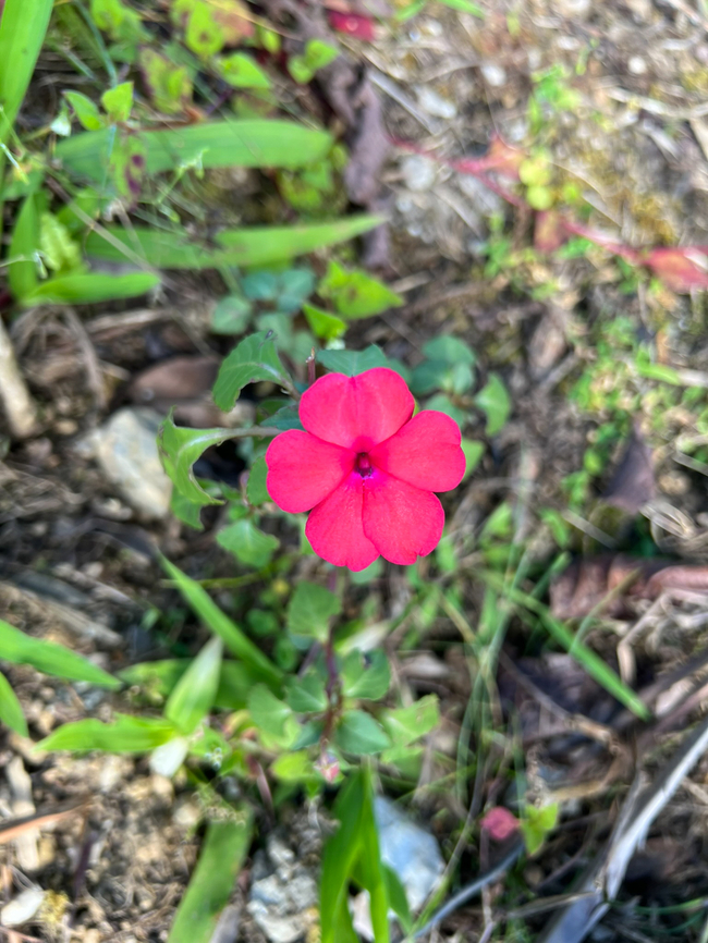 Impatiens walleriana, Minggre, Arfak Mountains, Papua Introduced. Arfak Mountains,Australia (continent),Busy Lizzy,Geotagged,Impatiens walleriana,Indonesia,Minggre,New Guinea,Papua,Papua 2023,Spring,Vogelkop,West Papua,Western New Guinea