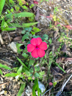 Impatiens walleriana, Minggre, Arfak Mountains, Papua Introduced. Arfak Mountains,Australia (continent),Busy Lizzy,Geotagged,Impatiens walleriana,Indonesia,Minggre,New Guinea,Papua,Papua 2023,Spring,Vogelkop,West Papua,Western New Guinea