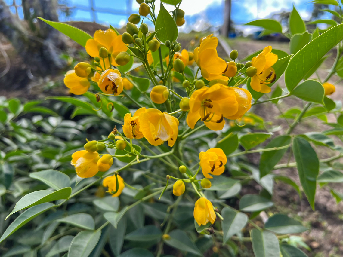 Senna corymbosa, Minggre, Arfak Mountains, Papua Cultivated, not native.<br />
<figure class="photo"><a href="https://www.jungledragon.com/image/157439/senna_corymbosa_-_flower_minggre_arfak_mountains_papua.html" title="Senna corymbosa - flower, Minggre, Arfak Mountains, Papua"><img src="https://s3.amazonaws.com/media.jungledragon.com/images/2/157439_thumb.jpg?AWSAccessKeyId=05GMT0V3GWVNE7GGM1R2&Expires=1759968010&Signature=ZkqKF0TbhBJwWBgtRcA%2FVx7pCz4%3D" width="200" height="150" alt="Senna corymbosa - flower, Minggre, Arfak Mountains, Papua Cultivated, not native.<br />
https://www.jungledragon.com/image/157438/senna_corymbosa_minggre_arfak_mountains_papua.html Arfak Mountains,Australia (continent),Geotagged,Indonesia,Minggre,New Guinea,Papua,Papua 2023,Senna corymbosa,Spring,Vogelkop,West Papua,Western New Guinea" /></a></figure> Arfak Mountains,Australia (continent),Geotagged,Indonesia,Minggre,New Guinea,Papua,Papua 2023,Senna corymbosa,Spring,Vogelkop,West Papua,Western New Guinea