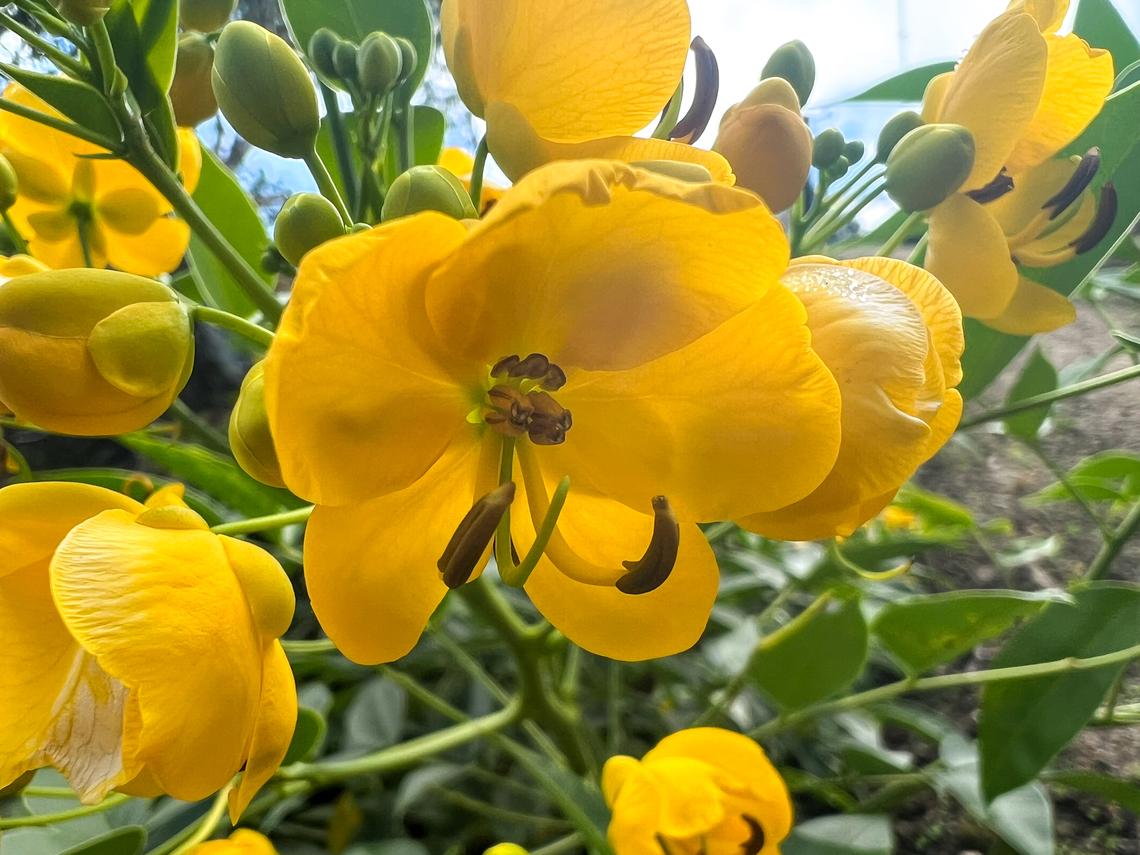 Senna corymbosa - flower, Minggre, Arfak Mountains, Papua Cultivated, not native.<br />
<figure class="photo"><a href="https://www.jungledragon.com/image/157438/senna_corymbosa_minggre_arfak_mountains_papua.html" title="Senna corymbosa, Minggre, Arfak Mountains, Papua"><img src="https://s3.amazonaws.com/media.jungledragon.com/images/2/157438_thumb.jpg?AWSAccessKeyId=05GMT0V3GWVNE7GGM1R2&Expires=1759968010&Signature=vImrXVMAZrhQ4aJMqb1vuXJk%2FxE%3D" width="200" height="150" alt="Senna corymbosa, Minggre, Arfak Mountains, Papua Cultivated, not native.<br />
https://www.jungledragon.com/image/157439/senna_corymbosa_-_flower_minggre_arfak_mountains_papua.html Arfak Mountains,Australia (continent),Geotagged,Indonesia,Minggre,New Guinea,Papua,Papua 2023,Senna corymbosa,Spring,Vogelkop,West Papua,Western New Guinea" /></a></figure> Arfak Mountains,Australia (continent),Geotagged,Indonesia,Minggre,New Guinea,Papua,Papua 2023,Senna corymbosa,Spring,Vogelkop,West Papua,Western New Guinea