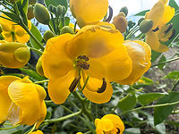 Senna corymbosa - flower, Minggre, Arfak Mountains, Papua Cultivated, not native.<br />
https://www.jungledragon.com/image/157438/senna_corymbosa_minggre_arfak_mountains_papua.html Arfak Mountains,Australia (continent),Geotagged,Indonesia,Minggre,New Guinea,Papua,Papua 2023,Senna corymbosa,Spring,Vogelkop,West Papua,Western New Guinea