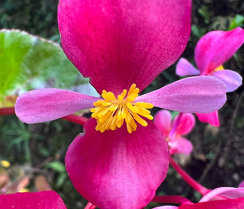 Begonia cucullata, Minggre, Arfak Mountains, Papua Cultivated, not native. Arfak Mountains,Australia (continent),Begonia cucullata,Geotagged,Indonesia,Minggre,New Guinea,Papua,Papua 2023,Spring,Vogelkop,Wax begonia,West Papua,Western New Guinea