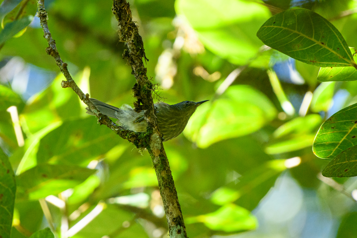 Spectacled longbill, Minggre, Arfak Mountains, Papua  Arfak Mountains,Australia (continent),Geotagged,Indonesia,Minggre,New Guinea,Oedistoma iliolophus,Papua,Papua 2023,Spectacled longbill,Spring,Vogelkop,West Papua,Western New Guinea