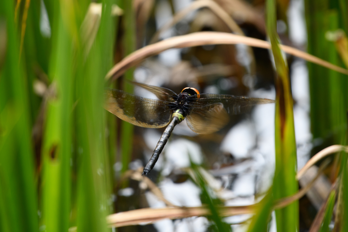 Oreaeschna dictatrix - in flight, Minggre, Arfak Mountains, Papua Very large species that we could easily spot even from a large distance.<br />
<figure class="photo"><a href="https://www.jungledragon.com/image/157445/oreaeschna_dictatrix_minggre_arfak_mountains_papua.html" title="Oreaeschna dictatrix, Minggre, Arfak Mountains, Papua"><img src="https://s3.amazonaws.com/media.jungledragon.com/images/2/157445_thumb.jpg?AWSAccessKeyId=05GMT0V3GWVNE7GGM1R2&Expires=1769040010&Signature=n3lT%2BB75kvmrbGvfBtQcOAI5%2FyQ%3D" width="200" height="148" alt="Oreaeschna dictatrix, Minggre, Arfak Mountains, Papua Very large species that we could easily spot even from a large distance.<br />
https://www.jungledragon.com/image/157444/oreaeschna_dictatrix_-_in_flight_minggre_arfak_mountains_papua.html Arfak Mountains,Australia (continent),Geotagged,Indonesia,Minggre,New Guinea,Oreaeschna dictatrix,Papua,Papua 2023,Spring,Vogelkop,West Papua,Western New Guinea" /></a></figure> Arfak Mountains,Australia (continent),Geotagged,Indonesia,Minggre,New Guinea,Oreaeschna dictatrix,Papua,Papua 2023,Spring,Vogelkop,West Papua,Western New Guinea