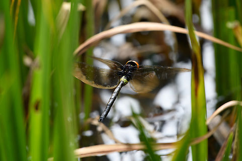 Oreaeschna dictatrix