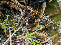 Oreaeschna dictatrix, Minggre, Arfak Mountains, Papua Very large species that we could easily spot even from a large distance.<br />
https://www.jungledragon.com/image/157444/oreaeschna_dictatrix_-_in_flight_minggre_arfak_mountains_papua.html Arfak Mountains,Australia (continent),Geotagged,Indonesia,Minggre,New Guinea,Oreaeschna dictatrix,Papua,Papua 2023,Spring,Vogelkop,West Papua,Western New Guinea
