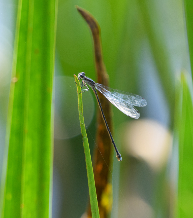 Damselfly, Minggre, Arfak Mountains, Papua  Arfak Mountains,Australia (continent),Geotagged,Indonesia,Minggre,New Guinea,Papua,Papua 2023,Spring,Vogelkop,West Papua,Western New Guinea