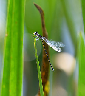 Damselfly, Minggre, Arfak Mountains, Papua  Arfak Mountains,Australia (continent),Geotagged,Indonesia,Minggre,New Guinea,Papua,Papua 2023,Spring,Vogelkop,West Papua,Western New Guinea