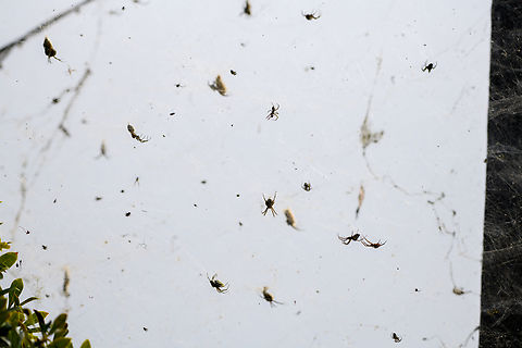 Dome Tent Spider - colonial web, Minggre, Arfak Mountains, Papua Interesting thing about this species is that it usually builds a solitary web, but sometimes a "colonial" web, which is enormous. This still does not make it a social spider as each individual will defend their own turf.
https://www.jungledragon.com/image/157447/dome_tent_spider_-_colonial_web_minggre_arfak_mountains_papua.html
https://www.jungledragon.com/image/157448/dome_tent_spider_minggre_arfak_mountains_papua.html
https://www.jungledragon.com/image/157449/dome_tent_spider_-back_minggre_arfak_mountains_papua.html Arfak Mountains,Australia (continent),Cyrtophora moluccensis,Dome Tent Spider,Geotagged,Indonesia,Minggre,New Guinea,Papua,Papua 2023,Spring,Vogelkop,West Papua,Western New Guinea