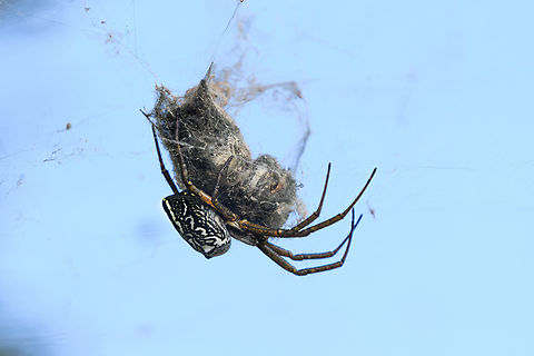 Dome Tent Spider, Minggre, Arfak Mountains, Papua Interesting thing about this species is that it usually builds a solitary web, but sometimes a "colonial" web, which is enormous. This still does not make it a social spider as each individual will defend their own turf.
https://www.jungledragon.com/image/157447/dome_tent_spider_-_colonial_web_minggre_arfak_mountains_papua.html
https://www.jungledragon.com/image/157448/dome_tent_spider_minggre_arfak_mountains_papua.html
https://www.jungledragon.com/image/157449/dome_tent_spider_-back_minggre_arfak_mountains_papua.html Arfak Mountains,Australia (continent),Cyrtophora moluccensis,Dome Tent Spider,Geotagged,Indonesia,Minggre,New Guinea,Papua,Papua 2023,Spring,Vogelkop,West Papua,Western New Guinea