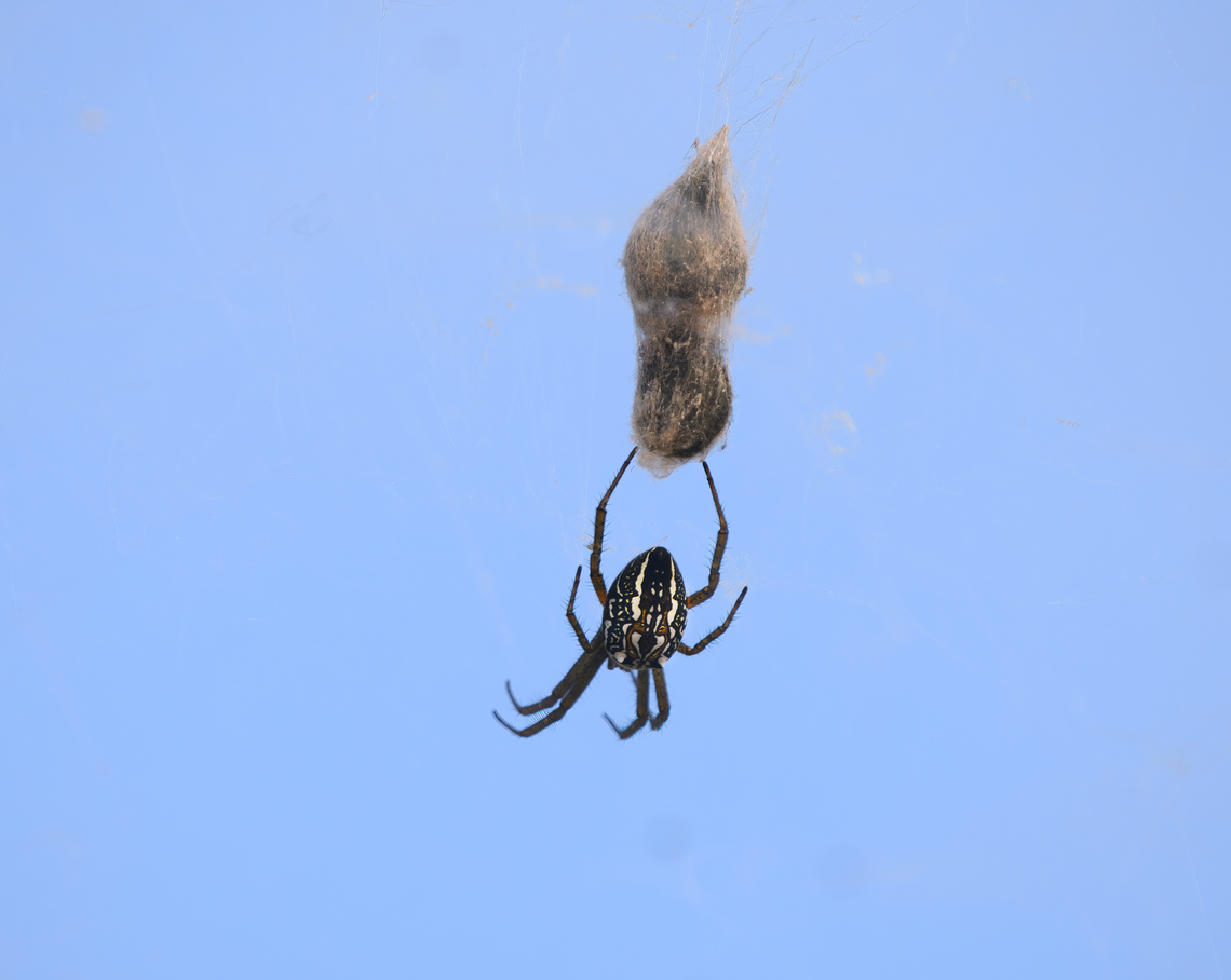 Dome Tent Spider -back, Minggre, Arfak Mountains, Papua Interesting thing about this species is that it usually builds a solitary web, but sometimes a "colonial" web, which is enormous. This still does not make it a social spider as each individual will defend their own turf.<br />
<figure class="photo"><a href="https://www.jungledragon.com/image/157447/dome_tent_spider_-_colonial_web_minggre_arfak_mountains_papua.html" title="Dome Tent Spider - colonial web, Minggre, Arfak Mountains, Papua"><img src="https://s3.amazonaws.com/media.jungledragon.com/images/2/157447_thumb.jpg?AWSAccessKeyId=05GMT0V3GWVNE7GGM1R2&Expires=1759968010&Signature=lt64IQUVUVXQGinw0IL5yoDSQCI%3D" width="200" height="134" alt="Dome Tent Spider - colonial web, Minggre, Arfak Mountains, Papua Interesting thing about this species is that it usually builds a solitary web, but sometimes a "colonial" web, which is enormous. This still does not make it a social spider as each individual will defend their own turf.<br />
https://www.jungledragon.com/image/157447/dome_tent_spider_-_colonial_web_minggre_arfak_mountains_papua.html<br />
https://www.jungledragon.com/image/157448/dome_tent_spider_minggre_arfak_mountains_papua.html<br />
https://www.jungledragon.com/image/157449/dome_tent_spider_-back_minggre_arfak_mountains_papua.html Arfak Mountains,Australia (continent),Cyrtophora moluccensis,Dome Tent Spider,Geotagged,Indonesia,Minggre,New Guinea,Papua,Papua 2023,Spring,Vogelkop,West Papua,Western New Guinea" /></a></figure><br />
<figure class="photo"><a href="https://www.jungledragon.com/image/157448/dome_tent_spider_minggre_arfak_mountains_papua.html" title="Dome Tent Spider, Minggre, Arfak Mountains, Papua"><img src="https://s3.amazonaws.com/media.jungledragon.com/images/2/157448_thumb.jpg?AWSAccessKeyId=05GMT0V3GWVNE7GGM1R2&Expires=1759968010&Signature=xd0Emi0Ks2KaoZ7E2f9VJFKxSEw%3D" width="200" height="134" alt="Dome Tent Spider, Minggre, Arfak Mountains, Papua Interesting thing about this species is that it usually builds a solitary web, but sometimes a "colonial" web, which is enormous. This still does not make it a social spider as each individual will defend their own turf.<br />
https://www.jungledragon.com/image/157447/dome_tent_spider_-_colonial_web_minggre_arfak_mountains_papua.html<br />
https://www.jungledragon.com/image/157448/dome_tent_spider_minggre_arfak_mountains_papua.html<br />
https://www.jungledragon.com/image/157449/dome_tent_spider_-back_minggre_arfak_mountains_papua.html Arfak Mountains,Australia (continent),Cyrtophora moluccensis,Dome Tent Spider,Geotagged,Indonesia,Minggre,New Guinea,Papua,Papua 2023,Spring,Vogelkop,West Papua,Western New Guinea" /></a></figure><br />
<figure class="photo"><a href="https://www.jungledragon.com/image/157449/dome_tent_spider_-back_minggre_arfak_mountains_papua.html" title="Dome Tent Spider -back, Minggre, Arfak Mountains, Papua"><img src="https://s3.amazonaws.com/media.jungledragon.com/images/2/157449_thumb.jpg?AWSAccessKeyId=05GMT0V3GWVNE7GGM1R2&Expires=1759968010&Signature=2%2BA4k7HGPueeRW7M8%2FL3BnqFi8Q%3D" width="200" height="160" alt="Dome Tent Spider -back, Minggre, Arfak Mountains, Papua Interesting thing about this species is that it usually builds a solitary web, but sometimes a "colonial" web, which is enormous. This still does not make it a social spider as each individual will defend their own turf.<br />
https://www.jungledragon.com/image/157447/dome_tent_spider_-_colonial_web_minggre_arfak_mountains_papua.html<br />
https://www.jungledragon.com/image/157448/dome_tent_spider_minggre_arfak_mountains_papua.html<br />
https://www.jungledragon.com/image/157449/dome_tent_spider_-back_minggre_arfak_mountains_papua.html Arfak Mountains,Australia (continent),Cyrtophora moluccensis,Dome Tent Spider,Geotagged,Indonesia,Minggre,New Guinea,Papua,Papua 2023,Spring,Vogelkop,West Papua,Western New Guinea" /></a></figure> Arfak Mountains,Australia (continent),Cyrtophora moluccensis,Dome Tent Spider,Geotagged,Indonesia,Minggre,New Guinea,Papua,Papua 2023,Spring,Vogelkop,West Papua,Western New Guinea