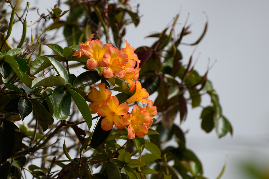 Rhododendron zoelleri, Minggre, Arfak Mountains, Papua  Arfak Mountains,Australia (continent),Geotagged,Indonesia,Minggre,New Guinea,Papua,Papua 2023,Rhododendron zoelleri,Spring,Vogelkop,West Papua,Western New Guinea