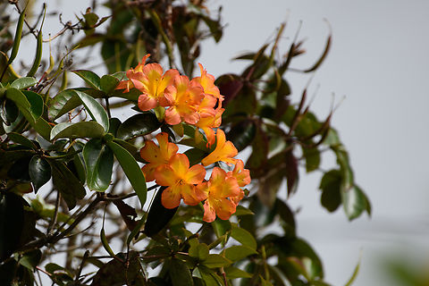 Rhododendron zoelleri, Minggre, Arfak Mountains, Papua  Arfak Mountains,Australia (continent),Geotagged,Indonesia,Minggre,New Guinea,Papua,Papua 2023,Rhododendron zoelleri,Spring,Vogelkop,West Papua,Western New Guinea
