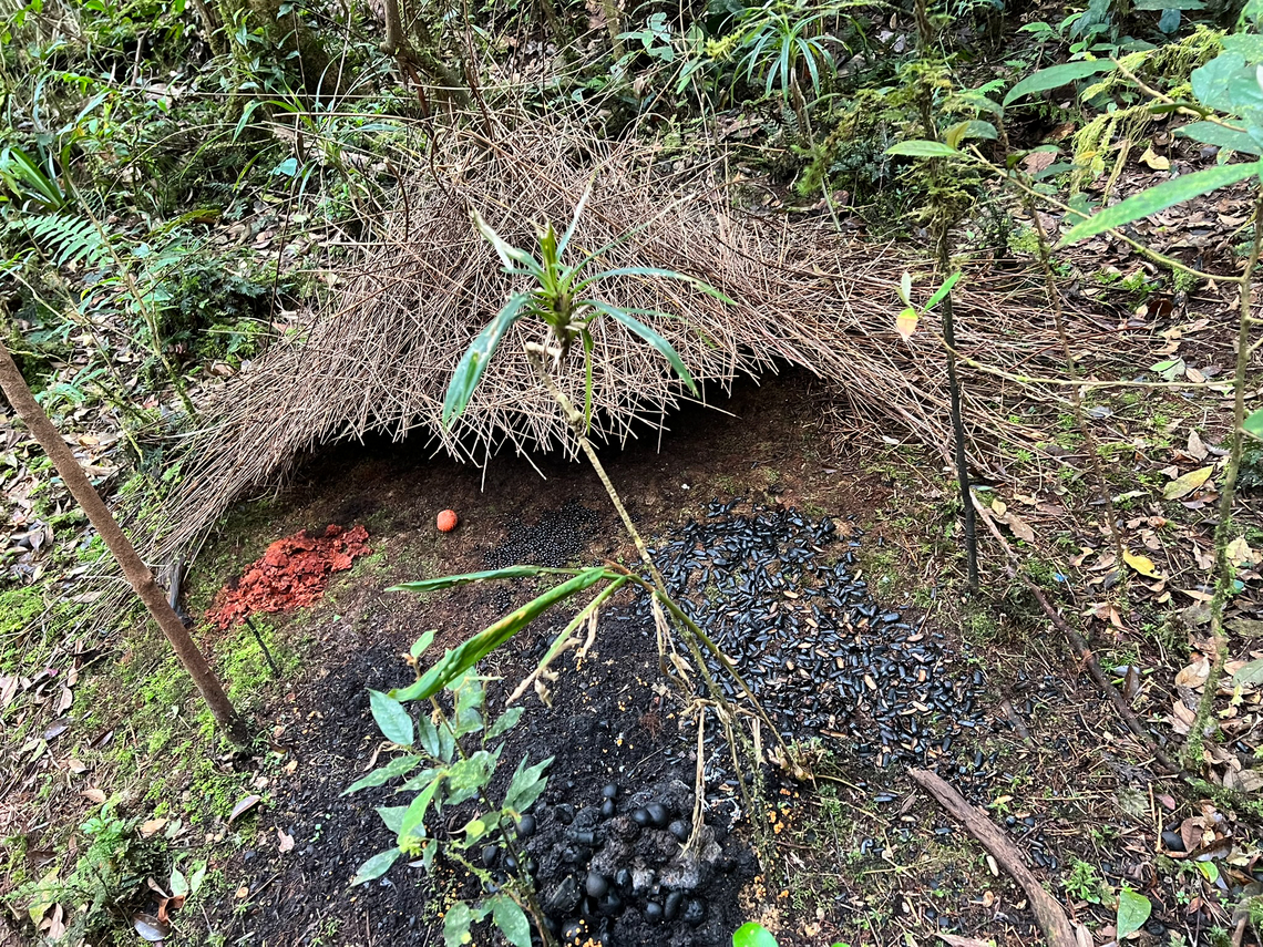 Vogelkop bowerbird nest, Minggre, Arfak Mountains, Papua <figure class="photo"><a href="https://www.jungledragon.com/image/157242/vogelkop_bowerbird_-_temple_design_minggre_arfak_mountains.html" title="Vogelkop bowerbird - temple design, Minggre, Arfak Mountains"><img src="https://s3.amazonaws.com/media.jungledragon.com/images/2/157242_thumb.jpg?AWSAccessKeyId=05GMT0V3GWVNE7GGM1R2&Expires=1759968010&Signature=H35YQtw3zYcyt3uJxbK0KESk1po%3D" width="200" height="134" alt="Vogelkop bowerbird - temple design, Minggre, Arfak Mountains https://www.jungledragon.com/image/157240/vogelkop_bowerbird_-_gardening_minggre_arfak_mountains.html<br />
https://www.jungledragon.com/image/157241/vogelkop_bowerbird_-_perched_minggre_arfak_mountains.html<br />
https://www.jungledragon.com/image/157243/vogelkop_bowerbird_-_overseeing_design_minggre_arfak_mountains.html<br />
https://www.jungledragon.com/image/157242/vogelkop_bowerbird_-_temple_design_minggre_arfak_mountains.html<br />
I&#039;m codifying this as the &quot;fake news&quot; bird. As I&#039;ve shared footage of this bird to friends and family before, their initial response is disbelief. As in, &quot;this has to be fake&quot;.<br />
<br />
The Vogelkop Bowerbird is nature&#039;s greatest seducer. The male is visually unremarkable but compensates for it in three spectacular ways:<br />
<br />
1. He&#039;s a vocalist that can accurately mimic any sound he hears. Other birds, chainsaws, horses, children playing, anything.<br />
<br />
2. He&#039;s an architect. The temple roof structure is often ignored because the items in front of it grab all attention, yet this structure alone takes him years to build. It is very robust and can withstand heavy rain. Not that this matters because it&#039;s not actually used. The bird doesn&#039;t live or sleep in the structure.<br />
<br />
3. He&#039;s a designer. Whilst the temple roofs are similar between individual males, the decorative items in front of it are not. Each bird picks different items, colors, groupings and placements to appeal to the female. Items commonly include fruits, shiny beetles, fungi, and human-made items like plastic. In this case there&#039;s lots of plastic because we&#039;re close to a village. <br />
<br />
Remarkably, the male seems to have a design plan in its head down to the smallest detail. Any disturbance of already placed items is immediately corrected. <br />
<br />
And if that&#039;s not enough, they know fashion and thus have culture. They have an understanding of items being rare and particularly impressive. Other males detect the innovation and will try to steal the item whilst the owner is away to feed. Thus, what scores with females is not fixed, it is ever-evolving.<br />
<br />
This bird has a very particular and small distribution, but where it appears, there are typical several males around. <br />
<br />
I highly encourage you to watch the video:<br />
<br />
https://www.youtube.com/watch?v=E1zmfTr2d4c Amblyornis inornata,Arfak Mountains,Australia (continent),Geotagged,Indonesia,Minggre,New Guinea,Papua,Papua 2023,Spring,Vogelkop,Vogelkop bowerbird,West Papua,Western New Guinea" /></a></figure><br />
Here&#039;s a 2nd Vogelkop Bowerbird bower that we found. This one is deeper inside the forest so its display area consists of natural items only, instead of plastic. Items include orange fungi, an orange fruit, beetle shields, dark/rotten fruits and more. This bower is possibly abandoned, we never saw any activity around it. Arfak Mountains,Australia (continent),Geotagged,Indonesia,Minggre,New Guinea,Papua,Papua 2023,Spring,Vogelkop,West Papua,Western New Guinea
