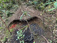 Vogelkop bowerbird nest, Minggre, Arfak Mountains, Papua https://www.jungledragon.com/image/157242/vogelkop_bowerbird_-_temple_design_minggre_arfak_mountains.html<br />
Here's a 2nd Vogelkop Bowerbird bower that we found. This one is deeper inside the forest so its display area consists of natural items only, instead of plastic. Items include orange fungi, an orange fruit, beetle shields, dark/rotten fruits and more. This bower is possibly abandoned, we never saw any activity around it. Arfak Mountains,Australia (continent),Geotagged,Indonesia,Minggre,New Guinea,Papua,Papua 2023,Spring,Vogelkop,West Papua,Western New Guinea