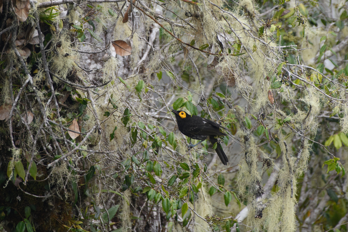 Arfak Honeyeater, Minggre, Arfak Mountains, Papua <figure class="photo"><a href="https://www.jungledragon.com/image/157454/arfak_honeyeater_-_habitat_minggre_arfak_mountains_papua.html" title="Arfak Honeyeater - habitat, Minggre, Arfak Mountains, Papua"><img src="https://s3.amazonaws.com/media.jungledragon.com/images/2/157454_thumb.jpg?AWSAccessKeyId=05GMT0V3GWVNE7GGM1R2&Expires=1769040010&Signature=msO9thA9oJxeCpXWEXDHeJbGAM8%3D" width="200" height="134" alt="Arfak Honeyeater - habitat, Minggre, Arfak Mountains, Papua https://www.jungledragon.com/image/157453/arfak_honeyeater_minggre_arfak_mountains.html Arfak Mountains,Arfak honeyeater,Australia (continent),Geotagged,Indonesia,Melipotes gymnops,Minggre,New Guinea,Papua,Papua 2023,Spring,Vogelkop,West Papua,Western New Guinea" /></a></figure> Arfak Mountains,Arfak honeyeater,Australia (continent),Geotagged,Indonesia,Melipotes gymnops,Minggre,New Guinea,Papua,Papua 2023,Spring,Vogelkop,West Papua,Western New Guinea