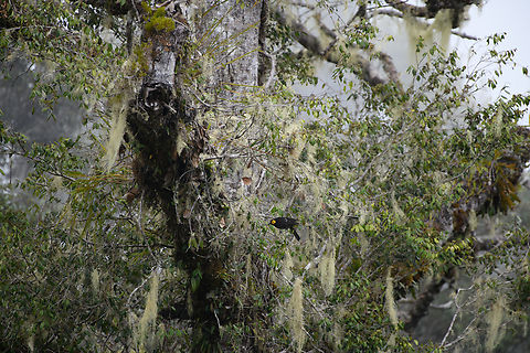 Arfak Honeyeater - habitat, Minggre, Arfak Mountains, Papua https://www.jungledragon.com/image/157453/arfak_honeyeater_minggre_arfak_mountains.html Arfak Mountains,Arfak honeyeater,Australia (continent),Geotagged,Indonesia,Melipotes gymnops,Minggre,New Guinea,Papua,Papua 2023,Spring,Vogelkop,West Papua,Western New Guinea