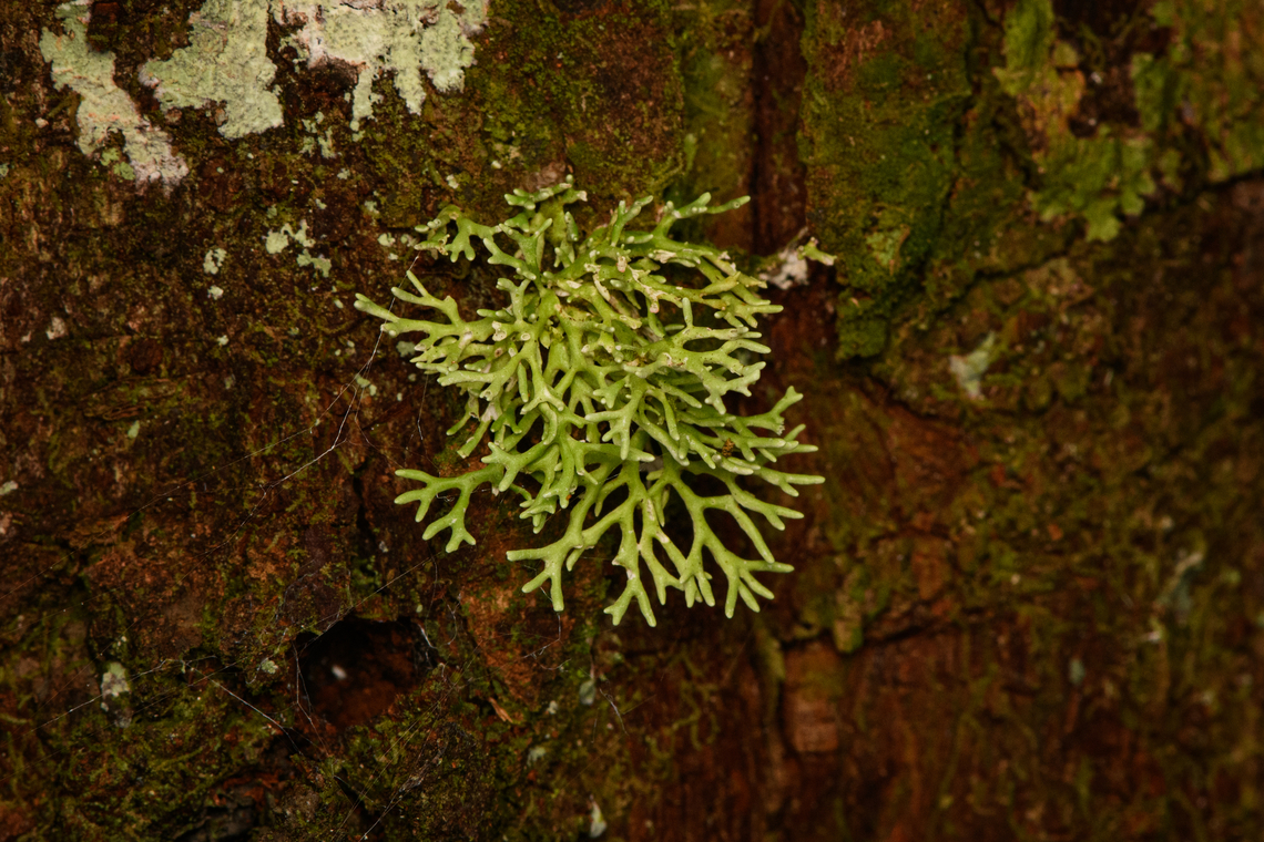 Green fungi/lichen on tree, Cladia sp., Minggre, Arfak Mountains, Papua Cladia sp., ID by Christine. Arfak Mountains,Australia (continent),Geotagged,Indonesia,Minggre,New Guinea,Papua,Papua 2023,Spring,Vogelkop,West Papua,Western New Guinea