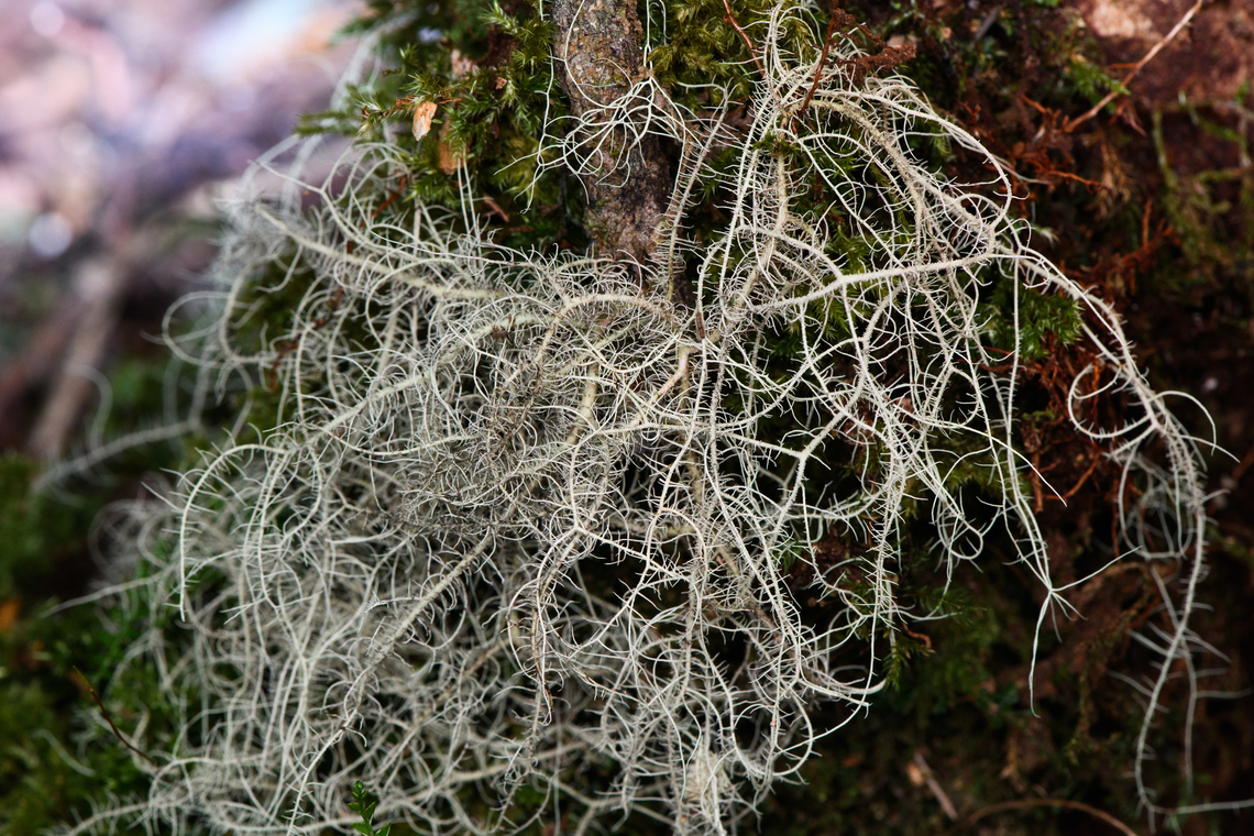 Beard lichen on tree, Minggre, Arfak Mountains, Papua Probably Usnea sp. Arfak Mountains,Australia (continent),Geotagged,Indonesia,Minggre,New Guinea,Papua,Papua 2023,Spring,Vogelkop,West Papua,Western New Guinea