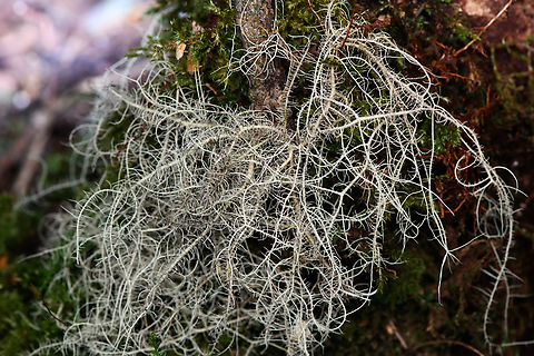 Beard lichen on tree, Minggre, Arfak Mountains, Papua Probably Usnea sp. Arfak Mountains,Australia (continent),Geotagged,Indonesia,Minggre,New Guinea,Papua,Papua 2023,Spring,Vogelkop,West Papua,Western New Guinea
