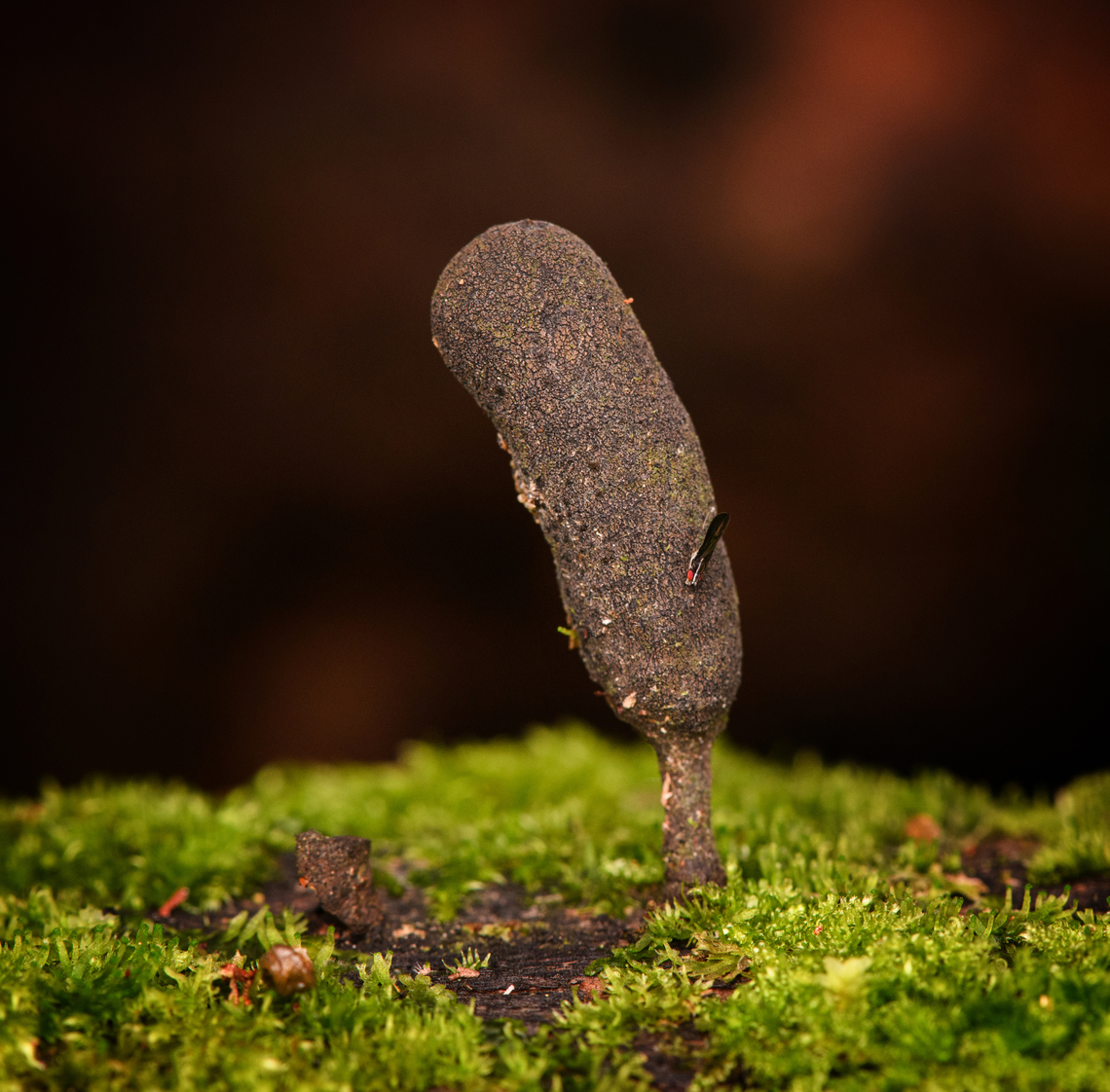 Xylaria sp., Minggre, Arfak Mountains, Papua Possibly Xylaria polymorpha. Bonus insect included. Arfak Mountains,Australia (continent),Geotagged,Indonesia,Minggre,New Guinea,Papua,Papua 2023,Spring,Vogelkop,West Papua,Western New Guinea