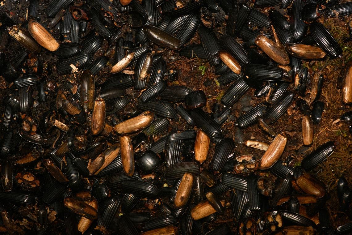 Beetles collected by Vogelkop Bowerbird, Minggre, Arfak Mountains, Papua A morbid closeup of one pile of "decorations" found in front of a Vogelkop Bowerbird's bower:<br />
<figure class="photo"><a href="https://www.jungledragon.com/image/157452/vogelkop_bowerbird_nest_minggre_arfak_mountains_papua.html" title="Vogelkop bowerbird nest, Minggre, Arfak Mountains, Papua"><img src="https://s3.amazonaws.com/media.jungledragon.com/images/2/157452_thumb.jpg?AWSAccessKeyId=05GMT0V3GWVNE7GGM1R2&Expires=1769040010&Signature=mOBYqx6FHDZ8fVXXHa3zE2gAank%3D" width="200" height="150" alt="Vogelkop bowerbird nest, Minggre, Arfak Mountains, Papua https://www.jungledragon.com/image/157242/vogelkop_bowerbird_-_temple_design_minggre_arfak_mountains.html<br />
Here's a 2nd Vogelkop Bowerbird bower that we found. This one is deeper inside the forest so its display area consists of natural items only, instead of plastic. Items include orange fungi, an orange fruit, beetle shields, dark/rotten fruits and more. This bower is possibly abandoned, we never saw any activity around it. Arfak Mountains,Australia (continent),Geotagged,Indonesia,Minggre,New Guinea,Papua,Papua 2023,Spring,Vogelkop,West Papua,Western New Guinea" /></a></figure><br />
I suspect that the bird actively kills these beetles and tears them apart, but this is just a guess. I hope this altar of death impresses the female. Arfak Mountains,Australia (continent),Geotagged,Indonesia,Minggre,New Guinea,Papua,Papua 2023,Spring,Vogelkop,West Papua,Western New Guinea