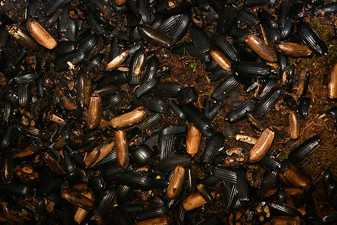 Beetles collected by Vogelkop Bowerbird, Minggre, Arfak Mountains, Papua A morbid closeup of one pile of "decorations" found in front of a Vogelkop Bowerbird's bower:
https://www.jungledragon.com/image/157452/vogelkop_bowerbird_nest_minggre_arfak_mountains_papua.html
I suspect that the bird actively kills these beetles and tears them apart, but this is just a guess. I hope this altar of death impresses the female. Arfak Mountains,Australia (continent),Geotagged,Indonesia,Minggre,New Guinea,Papua,Papua 2023,Spring,Vogelkop,West Papua,Western New Guinea
