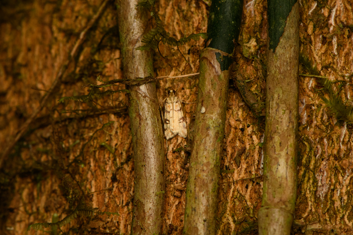 Crambidae on tree, Minggre, Arfak Mountains, Papua Found by day hiding on a tree. Arfak Mountains,Australia (continent),Geotagged,Indonesia,Minggre,New Guinea,Papua,Papua 2023,Spring,Vogelkop,West Papua,Western New Guinea