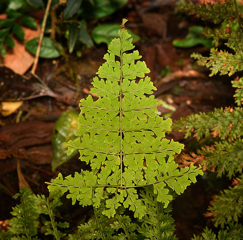 Fern, Minggre, Arfak Mountains, Papua  Arfak Mountains,Australia (continent),Geotagged,Indonesia,Minggre,New Guinea,Papua,Papua 2023,Spring,Vogelkop,West Papua,Western New Guinea