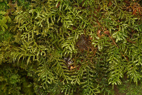 Feather-Moss, Minggre, Arfak Mountains, Papua Growing on a tree. Arfak Mountains,Australia (continent),Geotagged,Indonesia,Minggre,New Guinea,Papua,Papua 2023,Spring,Vogelkop,West Papua,Western New Guinea