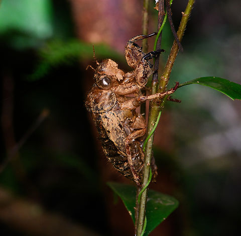 Exuviae of a cicada, Minggre, Arfak Mountains, Papua Of a cicada, I think. Arfak Mountains,Australia (continent),Geotagged,Indonesia,Minggre,New Guinea,Papua,Papua 2023,Spring,Vogelkop,West Papua,Western New Guinea