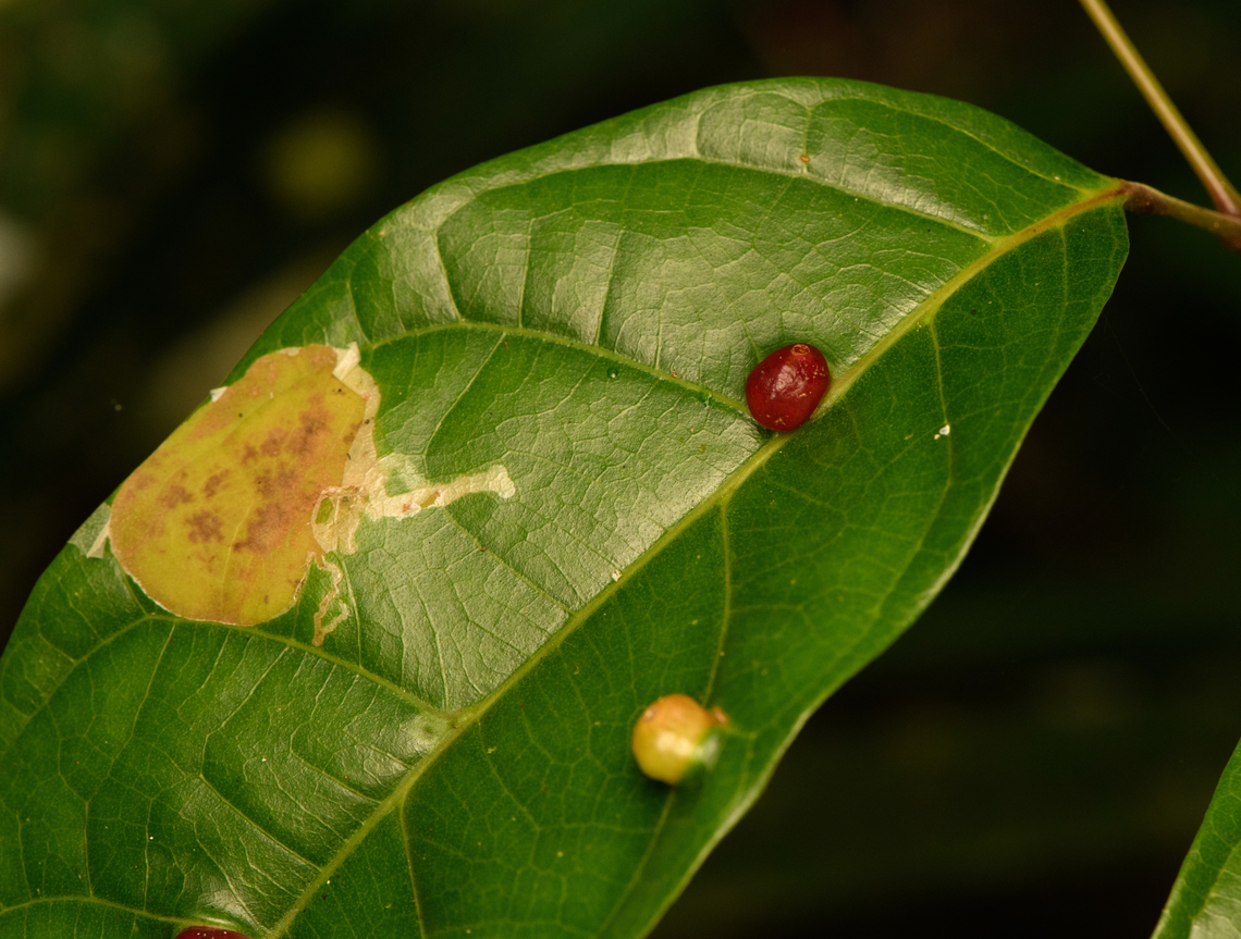 Leaf miner and gall, Minggre, Arfak Mountains, Papua  Arfak Mountains,Australia (continent),Geotagged,Indonesia,Minggre,New Guinea,Papua,Papua 2023,Spring,Vogelkop,West Papua,Western New Guinea