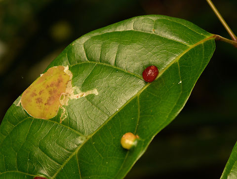 Leaf miner and gall, Minggre, Arfak Mountains, Papua  Arfak Mountains,Australia (continent),Geotagged,Indonesia,Minggre,New Guinea,Papua,Papua 2023,Spring,Vogelkop,West Papua,Western New Guinea