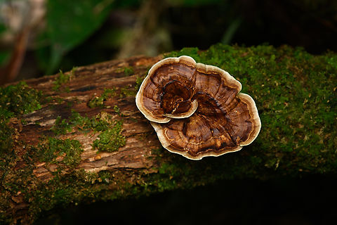 Microporus xanthopus, Minggre, Arfak Mountains, Papua  Arfak Mountains,Australia (continent),Geotagged,Indonesia,Microporus xanthopus,Minggre,New Guinea,Papua,Papua 2023,Spring,Vogelkop,West Papua,Western New Guinea