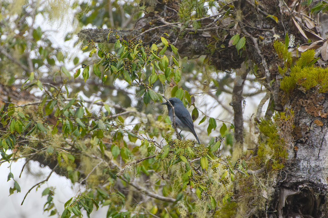 Black-throated robin, Minggre, Arfak Mountains, Papua Deep crop of a remote shot. Arfak Mountains,Australia (continent),Black-throated robin,Geotagged,Indonesia,Minggre,New Guinea,Papua,Papua 2023,Plesiodryas albonotata,Spring,Vogelkop,West Papua,Western New Guinea