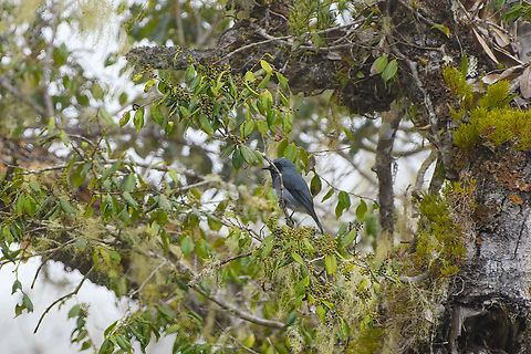 Black-throated robin, Minggre, Arfak Mountains, Papua Deep crop of a remote shot. Arfak Mountains,Australia (continent),Black-throated robin,Geotagged,Indonesia,Minggre,New Guinea,Papua,Papua 2023,Plesiodryas albonotata,Spring,Vogelkop,West Papua,Western New Guinea