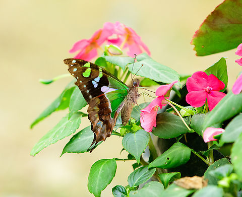 Graphium weiskei, Minggre, Arfak Mountains, Papua  Arfak Mountains,Australia (continent),Geotagged,Graphium  weiskei,Indonesia,Minggre,New Guinea,Papua,Papua 2023,Purple spotted swallowtail,Spring,Vogelkop,West Papua,Western New Guinea