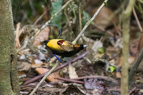 Magnificent bird-of-paradise - male #1, Minggre, Arfak Mountains, Papua https://www.jungledragon.com/image/157567/magnificent_bird-of-paradise_-_male_1_minggre_arfak_mountains_papua.html
https://www.jungledragon.com/image/157569/magnificent_bird-of-paradise_-_male_2_minggre_arfak_mountains_papua.html
https://www.jungledragon.com/image/157570/magnificent_bird-of-paradise_-_male_3_minggre_arfak_mountains_papua.html
https://www.jungledragon.com/image/157571/magnificent_bird-of-paradise_-_female_minggre_arfak_mountains_papua.html
https://www.jungledragon.com/image/157572/magnificent_bird-of-paradise_-_courtship_1_minggre_arfak_mountains_papua.html
https://www.jungledragon.com/image/157573/magnificent_bird-of-paradise_-_courtship_2_minggre_arfak_mountains_papua.html
Onwards to our next bird-of-paradise encounter. The male of the Magnificent Bird-of-Paradise has a large dance floor that he keeps spotless. He's beautiful to look at from any angle but the female jury emphasises a very particular perspective where the male does a horizontal perch, displays his green belly, flashes a yellow crown, whilst vibrating his curly tail feathers. Be sure to watch the supplemental videos to see it in action.

https://www.youtube.com/watch?v=4cnl19hvUVs
https://www.youtube.com/watch?v=C6W7lOKRd_8
 Arfak Mountains,Australia (continent),Cicinnurus magnificus,Diphyllodes magnificus,Geotagged,Indonesia,Magnificent bird-of-paradise,Minggre,New Guinea,Papua,Papua 2023,Spring,Vogelkop,West Papua,Western New Guinea