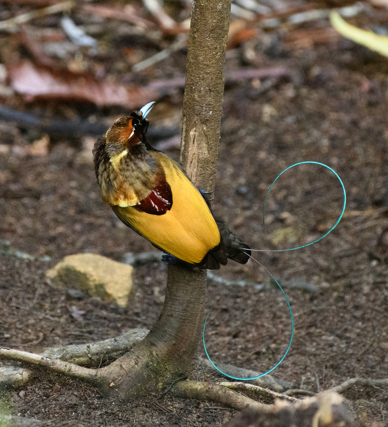 Magnificent bird-of-paradise - male #2, Minggre, Arfak Mountains, Papua <figure class="photo"><a href="https://www.jungledragon.com/image/157567/magnificent_bird-of-paradise_-_male_1_minggre_arfak_mountains_papua.html" title="Magnificent bird-of-paradise - male #1, Minggre, Arfak Mountains, Papua"><img src="https://s3.amazonaws.com/media.jungledragon.com/images/2/157567_thumb.jpg?AWSAccessKeyId=05GMT0V3GWVNE7GGM1R2&Expires=1767225610&Signature=t8mNQxox5ZllMhpiEH0SvTpK1Ks%3D" width="200" height="134" alt="Magnificent bird-of-paradise - male #1, Minggre, Arfak Mountains, Papua https://www.jungledragon.com/image/157567/magnificent_bird-of-paradise_-_male_1_minggre_arfak_mountains_papua.html<br />
https://www.jungledragon.com/image/157569/magnificent_bird-of-paradise_-_male_2_minggre_arfak_mountains_papua.html<br />
https://www.jungledragon.com/image/157570/magnificent_bird-of-paradise_-_male_3_minggre_arfak_mountains_papua.html<br />
https://www.jungledragon.com/image/157571/magnificent_bird-of-paradise_-_female_minggre_arfak_mountains_papua.html<br />
https://www.jungledragon.com/image/157572/magnificent_bird-of-paradise_-_courtship_1_minggre_arfak_mountains_papua.html<br />
https://www.jungledragon.com/image/157573/magnificent_bird-of-paradise_-_courtship_2_minggre_arfak_mountains_papua.html<br />
Onwards to our next bird-of-paradise encounter. The male of the Magnificent Bird-of-Paradise has a large dance floor that he keeps spotless. He&#039;s beautiful to look at from any angle but the female jury emphasises a very particular perspective where the male does a horizontal perch, displays his green belly, flashes a yellow crown, whilst vibrating his curly tail feathers. Be sure to watch the supplemental videos to see it in action.<br />
<br />
https://www.youtube.com/watch?v=4cnl19hvUVs<br />
https://www.youtube.com/watch?v=C6W7lOKRd_8<br />
 Arfak Mountains,Australia (continent),Cicinnurus magnificus,Diphyllodes magnificus,Geotagged,Indonesia,Magnificent bird-of-paradise,Minggre,New Guinea,Papua,Papua 2023,Spring,Vogelkop,West Papua,Western New Guinea" /></a></figure><br />
<figure class="photo"><a href="https://www.jungledragon.com/image/157569/magnificent_bird-of-paradise_-_male_2_minggre_arfak_mountains_papua.html" title="Magnificent bird-of-paradise - male #2, Minggre, Arfak Mountains, Papua"><img src="https://s3.amazonaws.com/media.jungledragon.com/images/2/157569_thumb.jpg?AWSAccessKeyId=05GMT0V3GWVNE7GGM1R2&Expires=1767225610&Signature=dLcv7u8VBs6y8N1lhvya48kS%2B0Q%3D" width="140" height="152" alt="Magnificent bird-of-paradise - male #2, Minggre, Arfak Mountains, Papua https://www.jungledragon.com/image/157567/magnificent_bird-of-paradise_-_male_1_minggre_arfak_mountains_papua.html<br />
https://www.jungledragon.com/image/157569/magnificent_bird-of-paradise_-_male_2_minggre_arfak_mountains_papua.html<br />
https://www.jungledragon.com/image/157570/magnificent_bird-of-paradise_-_male_3_minggre_arfak_mountains_papua.html<br />
https://www.jungledragon.com/image/157571/magnificent_bird-of-paradise_-_female_minggre_arfak_mountains_papua.html<br />
https://www.jungledragon.com/image/157572/magnificent_bird-of-paradise_-_courtship_1_minggre_arfak_mountains_papua.html<br />
https://www.jungledragon.com/image/157573/magnificent_bird-of-paradise_-_courtship_2_minggre_arfak_mountains_papua.html<br />
Onwards to our next bird-of-paradise encounter. The male of the Magnificent Bird-of-Paradise has a large dance floor that he keeps spotless. He&#039;s beautiful to look at from any angle but the female jury emphasises a very particular perspective where the male does a horizontal perch, displays his green belly, flashes a yellow crown, whilst vibrating his curly tail feathers. Be sure to watch the supplemental videos to see it in action.<br />
<br />
https://www.youtube.com/watch?v=4cnl19hvUVs<br />
https://www.youtube.com/watch?v=C6W7lOKRd_8<br />
 Arfak Mountains,Australia (continent),Cicinnurus magnificus,Diphyllodes magnificus,Geotagged,Indonesia,Magnificent bird-of-paradise,Minggre,New Guinea,Papua,Papua 2023,Spring,Vogelkop,West Papua,Western New Guinea" /></a></figure><br />
<figure class="photo"><a href="https://www.jungledragon.com/image/157570/magnificent_bird-of-paradise_-_male_3_minggre_arfak_mountains_papua.html" title="Magnificent bird-of-paradise - male #3, Minggre, Arfak Mountains, Papua"><img src="https://s3.amazonaws.com/media.jungledragon.com/images/2/157570_thumb.jpg?AWSAccessKeyId=05GMT0V3GWVNE7GGM1R2&Expires=1767225610&Signature=4lpOcKeR%2FdfxNNGugWl%2FI8HkEsg%3D" width="200" height="154" alt="Magnificent bird-of-paradise - male #3, Minggre, Arfak Mountains, Papua https://www.jungledragon.com/image/157567/magnificent_bird-of-paradise_-_male_1_minggre_arfak_mountains_papua.html<br />
https://www.jungledragon.com/image/157569/magnificent_bird-of-paradise_-_male_2_minggre_arfak_mountains_papua.html<br />
https://www.jungledragon.com/image/157570/magnificent_bird-of-paradise_-_male_3_minggre_arfak_mountains_papua.html<br />
https://www.jungledragon.com/image/157571/magnificent_bird-of-paradise_-_female_minggre_arfak_mountains_papua.html<br />
https://www.jungledragon.com/image/157572/magnificent_bird-of-paradise_-_courtship_1_minggre_arfak_mountains_papua.html<br />
https://www.jungledragon.com/image/157573/magnificent_bird-of-paradise_-_courtship_2_minggre_arfak_mountains_papua.html<br />
Onwards to our next bird-of-paradise encounter. The male of the Magnificent Bird-of-Paradise has a large dance floor that he keeps spotless. He&#039;s beautiful to look at from any angle but the female jury emphasises a very particular perspective where the male does a horizontal perch, displays his green belly, flashes a yellow crown, whilst vibrating his curly tail feathers. Be sure to watch the supplemental videos to see it in action.<br />
<br />
https://www.youtube.com/watch?v=4cnl19hvUVs<br />
https://www.youtube.com/watch?v=C6W7lOKRd_8<br />
 Arfak Mountains,Australia (continent),Cicinnurus magnificus,Diphyllodes magnificus,Geotagged,Indonesia,Magnificent bird-of-paradise,Minggre,New Guinea,Papua,Papua 2023,Spring,Vogelkop,West Papua,Western New Guinea" /></a></figure><br />
<figure class="photo"><a href="https://www.jungledragon.com/image/157571/magnificent_bird-of-paradise_-_female_minggre_arfak_mountains_papua.html" title="Magnificent bird-of-paradise - female, Minggre, Arfak Mountains, Papua"><img src="https://s3.amazonaws.com/media.jungledragon.com/images/2/157571_thumb.jpg?AWSAccessKeyId=05GMT0V3GWVNE7GGM1R2&Expires=1767225610&Signature=yuHNLeTLtp8%2FTtH42wlDNzAL8Zg%3D" width="200" height="134" alt="Magnificent bird-of-paradise - female, Minggre, Arfak Mountains, Papua https://www.jungledragon.com/image/157567/magnificent_bird-of-paradise_-_male_1_minggre_arfak_mountains_papua.html<br />
https://www.jungledragon.com/image/157569/magnificent_bird-of-paradise_-_male_2_minggre_arfak_mountains_papua.html<br />
https://www.jungledragon.com/image/157570/magnificent_bird-of-paradise_-_male_3_minggre_arfak_mountains_papua.html<br />
https://www.jungledragon.com/image/157571/magnificent_bird-of-paradise_-_female_minggre_arfak_mountains_papua.html<br />
https://www.jungledragon.com/image/157572/magnificent_bird-of-paradise_-_courtship_1_minggre_arfak_mountains_papua.html<br />
https://www.jungledragon.com/image/157573/magnificent_bird-of-paradise_-_courtship_2_minggre_arfak_mountains_papua.html<br />
Onwards to our next bird-of-paradise encounter. The male of the Magnificent Bird-of-Paradise has a large dance floor that he keeps spotless. He&#039;s beautiful to look at from any angle but the female jury emphasises a very particular perspective where the male does a horizontal perch, displays his green belly, flashes a yellow crown, whilst vibrating his curly tail feathers. Be sure to watch the supplemental videos to see it in action.<br />
<br />
https://www.youtube.com/watch?v=4cnl19hvUVs<br />
https://www.youtube.com/watch?v=C6W7lOKRd_8<br />
 Arfak Mountains,Australia (continent),Cicinnurus magnificus,Diphyllodes magnificus,Geotagged,Indonesia,Magnificent bird-of-paradise,Minggre,New Guinea,Papua,Papua 2023,Spring,Vogelkop,West Papua,Western New Guinea" /></a></figure><br />
<figure class="photo"><a href="https://www.jungledragon.com/image/157572/magnificent_bird-of-paradise_-_courtship_1_minggre_arfak_mountains_papua.html" title="Magnificent bird-of-paradise - courtship #1, Minggre, Arfak Mountains, Papua"><img src="https://s3.amazonaws.com/media.jungledragon.com/images/2/157572_thumb.jpg?AWSAccessKeyId=05GMT0V3GWVNE7GGM1R2&Expires=1767225610&Signature=mFEYAoES%2BkB6mwA%2BGYhNIdtA1LM%3D" width="200" height="144" alt="Magnificent bird-of-paradise - courtship #1, Minggre, Arfak Mountains, Papua https://www.jungledragon.com/image/157567/magnificent_bird-of-paradise_-_male_1_minggre_arfak_mountains_papua.html<br />
https://www.jungledragon.com/image/157569/magnificent_bird-of-paradise_-_male_2_minggre_arfak_mountains_papua.html<br />
https://www.jungledragon.com/image/157570/magnificent_bird-of-paradise_-_male_3_minggre_arfak_mountains_papua.html<br />
https://www.jungledragon.com/image/157571/magnificent_bird-of-paradise_-_female_minggre_arfak_mountains_papua.html<br />
https://www.jungledragon.com/image/157572/magnificent_bird-of-paradise_-_courtship_1_minggre_arfak_mountains_papua.html<br />
https://www.jungledragon.com/image/157573/magnificent_bird-of-paradise_-_courtship_2_minggre_arfak_mountains_papua.html<br />
Onwards to our next bird-of-paradise encounter. The male of the Magnificent Bird-of-Paradise has a large dance floor that he keeps spotless. He&#039;s beautiful to look at from any angle but the female jury emphasises a very particular perspective where the male does a horizontal perch, displays his green belly, flashes a yellow crown, whilst vibrating his curly tail feathers. Be sure to watch the supplemental videos to see it in action.<br />
<br />
https://www.youtube.com/watch?v=4cnl19hvUVs<br />
https://www.youtube.com/watch?v=C6W7lOKRd_8<br />
 Arfak Mountains,Australia (continent),Cicinnurus magnificus,Diphyllodes magnificus,Geotagged,Indonesia,Magnificent bird-of-paradise,Minggre,New Guinea,Papua,Papua 2023,Spring,Vogelkop,West Papua,Western New Guinea" /></a></figure><br />
<figure class="photo"><a href="https://www.jungledragon.com/image/157573/magnificent_bird-of-paradise_-_courtship_2_minggre_arfak_mountains_papua.html" title="Magnificent bird-of-paradise - courtship #2, Minggre, Arfak Mountains, Papua"><img src="https://s3.amazonaws.com/media.jungledragon.com/images/2/157573_thumb.jpg?AWSAccessKeyId=05GMT0V3GWVNE7GGM1R2&Expires=1767225610&Signature=iCoIDu2%2BIfY2i%2BRn4l5tEV%2FtQiQ%3D" width="200" height="194" alt="Magnificent bird-of-paradise - courtship #2, Minggre, Arfak Mountains, Papua https://www.jungledragon.com/image/157567/magnificent_bird-of-paradise_-_male_1_minggre_arfak_mountains_papua.html<br />
https://www.jungledragon.com/image/157569/magnificent_bird-of-paradise_-_male_2_minggre_arfak_mountains_papua.html<br />
https://www.jungledragon.com/image/157570/magnificent_bird-of-paradise_-_male_3_minggre_arfak_mountains_papua.html<br />
https://www.jungledragon.com/image/157571/magnificent_bird-of-paradise_-_female_minggre_arfak_mountains_papua.html<br />
https://www.jungledragon.com/image/157572/magnificent_bird-of-paradise_-_courtship_1_minggre_arfak_mountains_papua.html<br />
https://www.jungledragon.com/image/157573/magnificent_bird-of-paradise_-_courtship_2_minggre_arfak_mountains_papua.html<br />
Onwards to our next bird-of-paradise encounter. The male of the Magnificent Bird-of-Paradise has a large dance floor that he keeps spotless. He&#039;s beautiful to look at from any angle but the female jury emphasises a very particular perspective where the male does a horizontal perch, displays his green belly, flashes a yellow crown, whilst vibrating his curly tail feathers. Be sure to watch the supplemental videos to see it in action.<br />
<br />
https://www.youtube.com/watch?v=4cnl19hvUVs<br />
https://www.youtube.com/watch?v=C6W7lOKRd_8<br />
 Arfak Mountains,Australia (continent),Cicinnurus magnificus,Diphyllodes magnificus,Geotagged,Indonesia,Magnificent bird-of-paradise,Minggre,New Guinea,Papua,Papua 2023,Spring,Vogelkop,West Papua,Western New Guinea" /></a></figure><br />
Onwards to our next bird-of-paradise encounter. The male of the Magnificent Bird-of-Paradise has a large dance floor that he keeps spotless. He&#039;s beautiful to look at from any angle but the female jury emphasises a very particular perspective where the male does a horizontal perch, displays his green belly, flashes a yellow crown, whilst vibrating his curly tail feathers. Be sure to watch the supplemental videos to see it in action.<br />
<br />
<section class="video"><iframe width="448" height="282" src="https://www.youtube-nocookie.com/embed/4cnl19hvUVs?hd=1&autoplay=0&rel=0" frameborder="0" allowfullscreen></iframe></section><br />
<section class="video"><iframe width="448" height="282" src="https://www.youtube-nocookie.com/embed/C6W7lOKRd_8?hd=1&autoplay=0&rel=0" frameborder="0" allowfullscreen></iframe></section><br />
 Arfak Mountains,Australia (continent),Cicinnurus magnificus,Diphyllodes magnificus,Geotagged,Indonesia,Magnificent bird-of-paradise,Minggre,New Guinea,Papua,Papua 2023,Spring,Vogelkop,West Papua,Western New Guinea