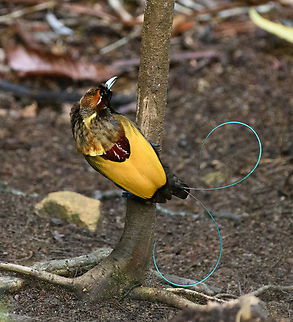 Magnificent bird-of-paradise - male #2, Minggre, Arfak Mountains, Papua https://www.jungledragon.com/image/157567/magnificent_bird-of-paradise_-_male_1_minggre_arfak_mountains_papua.html
https://www.jungledragon.com/image/157569/magnificent_bird-of-paradise_-_male_2_minggre_arfak_mountains_papua.html
https://www.jungledragon.com/image/157570/magnificent_bird-of-paradise_-_male_3_minggre_arfak_mountains_papua.html
https://www.jungledragon.com/image/157571/magnificent_bird-of-paradise_-_female_minggre_arfak_mountains_papua.html
https://www.jungledragon.com/image/157572/magnificent_bird-of-paradise_-_courtship_1_minggre_arfak_mountains_papua.html
https://www.jungledragon.com/image/157573/magnificent_bird-of-paradise_-_courtship_2_minggre_arfak_mountains_papua.html
Onwards to our next bird-of-paradise encounter. The male of the Magnificent Bird-of-Paradise has a large dance floor that he keeps spotless. He's beautiful to look at from any angle but the female jury emphasises a very particular perspective where the male does a horizontal perch, displays his green belly, flashes a yellow crown, whilst vibrating his curly tail feathers. Be sure to watch the supplemental videos to see it in action.

https://www.youtube.com/watch?v=4cnl19hvUVs
https://www.youtube.com/watch?v=C6W7lOKRd_8
 Arfak Mountains,Australia (continent),Cicinnurus magnificus,Diphyllodes magnificus,Geotagged,Indonesia,Magnificent bird-of-paradise,Minggre,New Guinea,Papua,Papua 2023,Spring,Vogelkop,West Papua,Western New Guinea