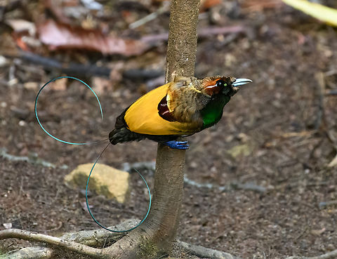 Magnificent bird-of-paradise - male #3, Minggre, Arfak Mountains, Papua https://www.jungledragon.com/image/157567/magnificent_bird-of-paradise_-_male_1_minggre_arfak_mountains_papua.html
https://www.jungledragon.com/image/157569/magnificent_bird-of-paradise_-_male_2_minggre_arfak_mountains_papua.html
https://www.jungledragon.com/image/157570/magnificent_bird-of-paradise_-_male_3_minggre_arfak_mountains_papua.html
https://www.jungledragon.com/image/157571/magnificent_bird-of-paradise_-_female_minggre_arfak_mountains_papua.html
https://www.jungledragon.com/image/157572/magnificent_bird-of-paradise_-_courtship_1_minggre_arfak_mountains_papua.html
https://www.jungledragon.com/image/157573/magnificent_bird-of-paradise_-_courtship_2_minggre_arfak_mountains_papua.html
Onwards to our next bird-of-paradise encounter. The male of the Magnificent Bird-of-Paradise has a large dance floor that he keeps spotless. He's beautiful to look at from any angle but the female jury emphasises a very particular perspective where the male does a horizontal perch, displays his green belly, flashes a yellow crown, whilst vibrating his curly tail feathers. Be sure to watch the supplemental videos to see it in action.

https://www.youtube.com/watch?v=4cnl19hvUVs
https://www.youtube.com/watch?v=C6W7lOKRd_8
 Arfak Mountains,Australia (continent),Cicinnurus magnificus,Diphyllodes magnificus,Geotagged,Indonesia,Magnificent bird-of-paradise,Minggre,New Guinea,Papua,Papua 2023,Spring,Vogelkop,West Papua,Western New Guinea