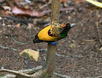 Magnificent bird-of-paradise - male #3, Minggre, Arfak Mountains, Papua https://www.jungledragon.com/image/157567/magnificent_bird-of-paradise_-_male_1_minggre_arfak_mountains_papua.html<br />
https://www.jungledragon.com/image/157569/magnificent_bird-of-paradise_-_male_2_minggre_arfak_mountains_papua.html<br />
https://www.jungledragon.com/image/157570/magnificent_bird-of-paradise_-_male_3_minggre_arfak_mountains_papua.html<br />
https://www.jungledragon.com/image/157571/magnificent_bird-of-paradise_-_female_minggre_arfak_mountains_papua.html<br />
https://www.jungledragon.com/image/157572/magnificent_bird-of-paradise_-_courtship_1_minggre_arfak_mountains_papua.html<br />
https://www.jungledragon.com/image/157573/magnificent_bird-of-paradise_-_courtship_2_minggre_arfak_mountains_papua.html<br />
Onwards to our next bird-of-paradise encounter. The male of the Magnificent Bird-of-Paradise has a large dance floor that he keeps spotless. He's beautiful to look at from any angle but the female jury emphasises a very particular perspective where the male does a horizontal perch, displays his green belly, flashes a yellow crown, whilst vibrating his curly tail feathers. Be sure to watch the supplemental videos to see it in action.<br />
<br />
https://www.youtube.com/watch?v=4cnl19hvUVs<br />
https://www.youtube.com/watch?v=C6W7lOKRd_8<br />
Arfak Mountains,Australia (continent),Cicinnurus magnificus,Diphyllodes magnificus,Geotagged,Indonesia,Magnificent bird-of-paradise,Minggre,New Guinea,Papua,Papua 2023,Spring,Vogelkop,West Papua,Western New Guinea