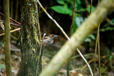 Magnificent bird-of-paradise - female, Minggre, Arfak Mountains, Papua https://www.jungledragon.com/image/157567/magnificent_bird-of-paradise_-_male_1_minggre_arfak_mountains_papua.html
https://www.jungledragon.com/image/157569/magnificent_bird-of-paradise_-_male_2_minggre_arfak_mountains_papua.html
https://www.jungledragon.com/image/157570/magnificent_bird-of-paradise_-_male_3_minggre_arfak_mountains_papua.html
https://www.jungledragon.com/image/157571/magnificent_bird-of-paradise_-_female_minggre_arfak_mountains_papua.html
https://www.jungledragon.com/image/157572/magnificent_bird-of-paradise_-_courtship_1_minggre_arfak_mountains_papua.html
https://www.jungledragon.com/image/157573/magnificent_bird-of-paradise_-_courtship_2_minggre_arfak_mountains_papua.html
Onwards to our next bird-of-paradise encounter. The male of the Magnificent Bird-of-Paradise has a large dance floor that he keeps spotless. He's beautiful to look at from any angle but the female jury emphasises a very particular perspective where the male does a horizontal perch, displays his green belly, flashes a yellow crown, whilst vibrating his curly tail feathers. Be sure to watch the supplemental videos to see it in action.

https://www.youtube.com/watch?v=4cnl19hvUVs
https://www.youtube.com/watch?v=C6W7lOKRd_8
 Arfak Mountains,Australia (continent),Cicinnurus magnificus,Diphyllodes magnificus,Geotagged,Indonesia,Magnificent bird-of-paradise,Minggre,New Guinea,Papua,Papua 2023,Spring,Vogelkop,West Papua,Western New Guinea