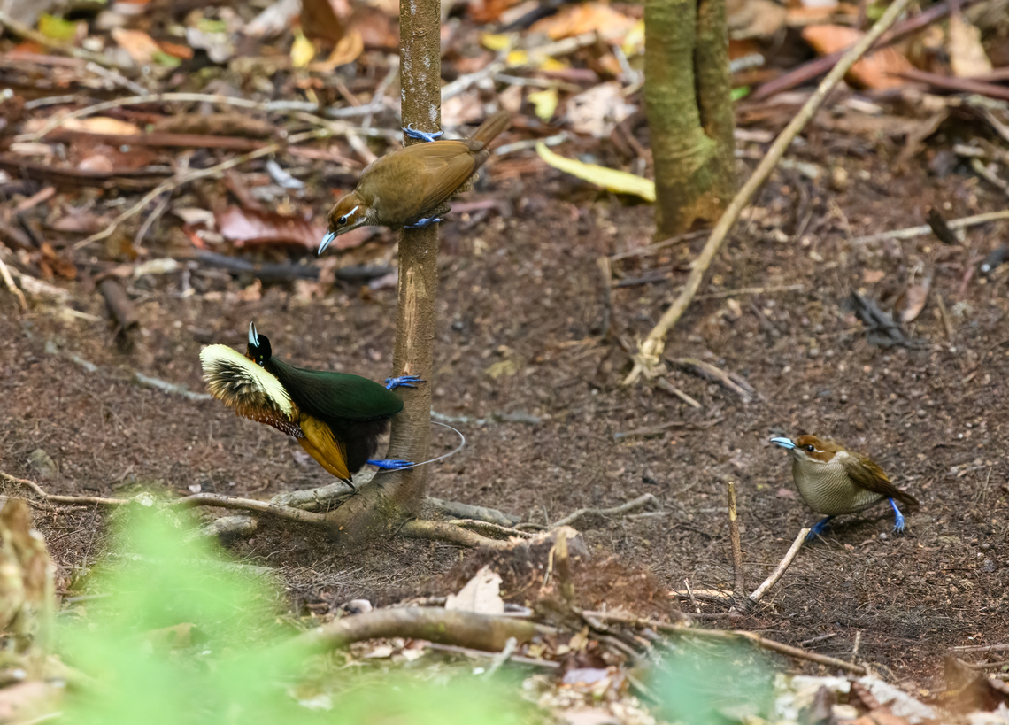 Magnificent bird-of-paradise - courtship #1, Minggre, Arfak Mountains, Papua <figure class="photo"><a href="https://www.jungledragon.com/image/157567/magnificent_bird-of-paradise_-_male_1_minggre_arfak_mountains_papua.html" title="Magnificent bird-of-paradise - male #1, Minggre, Arfak Mountains, Papua"><img src="https://s3.amazonaws.com/media.jungledragon.com/images/2/157567_thumb.jpg?AWSAccessKeyId=05GMT0V3GWVNE7GGM1R2&Expires=1759968010&Signature=SaUaJM8EnUrXXb8VjdyZaSji5ao%3D" width="200" height="134" alt="Magnificent bird-of-paradise - male #1, Minggre, Arfak Mountains, Papua https://www.jungledragon.com/image/157567/magnificent_bird-of-paradise_-_male_1_minggre_arfak_mountains_papua.html<br />
https://www.jungledragon.com/image/157569/magnificent_bird-of-paradise_-_male_2_minggre_arfak_mountains_papua.html<br />
https://www.jungledragon.com/image/157570/magnificent_bird-of-paradise_-_male_3_minggre_arfak_mountains_papua.html<br />
https://www.jungledragon.com/image/157571/magnificent_bird-of-paradise_-_female_minggre_arfak_mountains_papua.html<br />
https://www.jungledragon.com/image/157572/magnificent_bird-of-paradise_-_courtship_1_minggre_arfak_mountains_papua.html<br />
https://www.jungledragon.com/image/157573/magnificent_bird-of-paradise_-_courtship_2_minggre_arfak_mountains_papua.html<br />
Onwards to our next bird-of-paradise encounter. The male of the Magnificent Bird-of-Paradise has a large dance floor that he keeps spotless. He's beautiful to look at from any angle but the female jury emphasises a very particular perspective where the male does a horizontal perch, displays his green belly, flashes a yellow crown, whilst vibrating his curly tail feathers. Be sure to watch the supplemental videos to see it in action.<br />
<br />
https://www.youtube.com/watch?v=4cnl19hvUVs<br />
https://www.youtube.com/watch?v=C6W7lOKRd_8<br />
Arfak Mountains,Australia (continent),Cicinnurus magnificus,Diphyllodes magnificus,Geotagged,Indonesia,Magnificent bird-of-paradise,Minggre,New Guinea,Papua,Papua 2023,Spring,Vogelkop,West Papua,Western New Guinea" /></a></figure><br />
<figure class="photo"><a href="https://www.jungledragon.com/image/157569/magnificent_bird-of-paradise_-_male_2_minggre_arfak_mountains_papua.html" title="Magnificent bird-of-paradise - male #2, Minggre, Arfak Mountains, Papua"><img src="https://s3.amazonaws.com/media.jungledragon.com/images/2/157569_thumb.jpg?AWSAccessKeyId=05GMT0V3GWVNE7GGM1R2&Expires=1759968010&Signature=6CUu2wIgAsAPzz%2FUrg7%2B3%2BVSinM%3D" width="140" height="152" alt="Magnificent bird-of-paradise - male #2, Minggre, Arfak Mountains, Papua https://www.jungledragon.com/image/157567/magnificent_bird-of-paradise_-_male_1_minggre_arfak_mountains_papua.html<br />
https://www.jungledragon.com/image/157569/magnificent_bird-of-paradise_-_male_2_minggre_arfak_mountains_papua.html<br />
https://www.jungledragon.com/image/157570/magnificent_bird-of-paradise_-_male_3_minggre_arfak_mountains_papua.html<br />
https://www.jungledragon.com/image/157571/magnificent_bird-of-paradise_-_female_minggre_arfak_mountains_papua.html<br />
https://www.jungledragon.com/image/157572/magnificent_bird-of-paradise_-_courtship_1_minggre_arfak_mountains_papua.html<br />
https://www.jungledragon.com/image/157573/magnificent_bird-of-paradise_-_courtship_2_minggre_arfak_mountains_papua.html<br />
Onwards to our next bird-of-paradise encounter. The male of the Magnificent Bird-of-Paradise has a large dance floor that he keeps spotless. He's beautiful to look at from any angle but the female jury emphasises a very particular perspective where the male does a horizontal perch, displays his green belly, flashes a yellow crown, whilst vibrating his curly tail feathers. Be sure to watch the supplemental videos to see it in action.<br />
<br />
https://www.youtube.com/watch?v=4cnl19hvUVs<br />
https://www.youtube.com/watch?v=C6W7lOKRd_8<br />
Arfak Mountains,Australia (continent),Cicinnurus magnificus,Diphyllodes magnificus,Geotagged,Indonesia,Magnificent bird-of-paradise,Minggre,New Guinea,Papua,Papua 2023,Spring,Vogelkop,West Papua,Western New Guinea" /></a></figure><br />
<figure class="photo"><a href="https://www.jungledragon.com/image/157570/magnificent_bird-of-paradise_-_male_3_minggre_arfak_mountains_papua.html" title="Magnificent bird-of-paradise - male #3, Minggre, Arfak Mountains, Papua"><img src="https://s3.amazonaws.com/media.jungledragon.com/images/2/157570_thumb.jpg?AWSAccessKeyId=05GMT0V3GWVNE7GGM1R2&Expires=1759968010&Signature=EoW1jC8kkabM%2Bb1%2FWozyB4EJwKs%3D" width="200" height="154" alt="Magnificent bird-of-paradise - male #3, Minggre, Arfak Mountains, Papua https://www.jungledragon.com/image/157567/magnificent_bird-of-paradise_-_male_1_minggre_arfak_mountains_papua.html<br />
https://www.jungledragon.com/image/157569/magnificent_bird-of-paradise_-_male_2_minggre_arfak_mountains_papua.html<br />
https://www.jungledragon.com/image/157570/magnificent_bird-of-paradise_-_male_3_minggre_arfak_mountains_papua.html<br />
https://www.jungledragon.com/image/157571/magnificent_bird-of-paradise_-_female_minggre_arfak_mountains_papua.html<br />
https://www.jungledragon.com/image/157572/magnificent_bird-of-paradise_-_courtship_1_minggre_arfak_mountains_papua.html<br />
https://www.jungledragon.com/image/157573/magnificent_bird-of-paradise_-_courtship_2_minggre_arfak_mountains_papua.html<br />
Onwards to our next bird-of-paradise encounter. The male of the Magnificent Bird-of-Paradise has a large dance floor that he keeps spotless. He's beautiful to look at from any angle but the female jury emphasises a very particular perspective where the male does a horizontal perch, displays his green belly, flashes a yellow crown, whilst vibrating his curly tail feathers. Be sure to watch the supplemental videos to see it in action.<br />
<br />
https://www.youtube.com/watch?v=4cnl19hvUVs<br />
https://www.youtube.com/watch?v=C6W7lOKRd_8<br />
Arfak Mountains,Australia (continent),Cicinnurus magnificus,Diphyllodes magnificus,Geotagged,Indonesia,Magnificent bird-of-paradise,Minggre,New Guinea,Papua,Papua 2023,Spring,Vogelkop,West Papua,Western New Guinea" /></a></figure><br />
<figure class="photo"><a href="https://www.jungledragon.com/image/157571/magnificent_bird-of-paradise_-_female_minggre_arfak_mountains_papua.html" title="Magnificent bird-of-paradise - female, Minggre, Arfak Mountains, Papua"><img src="https://s3.amazonaws.com/media.jungledragon.com/images/2/157571_thumb.jpg?AWSAccessKeyId=05GMT0V3GWVNE7GGM1R2&Expires=1759968010&Signature=FOHXYOgcqIn9qo5omQEIPF5I%2FLw%3D" width="200" height="134" alt="Magnificent bird-of-paradise - female, Minggre, Arfak Mountains, Papua https://www.jungledragon.com/image/157567/magnificent_bird-of-paradise_-_male_1_minggre_arfak_mountains_papua.html<br />
https://www.jungledragon.com/image/157569/magnificent_bird-of-paradise_-_male_2_minggre_arfak_mountains_papua.html<br />
https://www.jungledragon.com/image/157570/magnificent_bird-of-paradise_-_male_3_minggre_arfak_mountains_papua.html<br />
https://www.jungledragon.com/image/157571/magnificent_bird-of-paradise_-_female_minggre_arfak_mountains_papua.html<br />
https://www.jungledragon.com/image/157572/magnificent_bird-of-paradise_-_courtship_1_minggre_arfak_mountains_papua.html<br />
https://www.jungledragon.com/image/157573/magnificent_bird-of-paradise_-_courtship_2_minggre_arfak_mountains_papua.html<br />
Onwards to our next bird-of-paradise encounter. The male of the Magnificent Bird-of-Paradise has a large dance floor that he keeps spotless. He's beautiful to look at from any angle but the female jury emphasises a very particular perspective where the male does a horizontal perch, displays his green belly, flashes a yellow crown, whilst vibrating his curly tail feathers. Be sure to watch the supplemental videos to see it in action.<br />
<br />
https://www.youtube.com/watch?v=4cnl19hvUVs<br />
https://www.youtube.com/watch?v=C6W7lOKRd_8<br />
Arfak Mountains,Australia (continent),Cicinnurus magnificus,Diphyllodes magnificus,Geotagged,Indonesia,Magnificent bird-of-paradise,Minggre,New Guinea,Papua,Papua 2023,Spring,Vogelkop,West Papua,Western New Guinea" /></a></figure><br />
<figure class="photo"><a href="https://www.jungledragon.com/image/157572/magnificent_bird-of-paradise_-_courtship_1_minggre_arfak_mountains_papua.html" title="Magnificent bird-of-paradise - courtship #1, Minggre, Arfak Mountains, Papua"><img src="https://s3.amazonaws.com/media.jungledragon.com/images/2/157572_thumb.jpg?AWSAccessKeyId=05GMT0V3GWVNE7GGM1R2&Expires=1759968010&Signature=cIHEzXGKcJ4wYZQpwfuYxZqR7nA%3D" width="200" height="144" alt="Magnificent bird-of-paradise - courtship #1, Minggre, Arfak Mountains, Papua https://www.jungledragon.com/image/157567/magnificent_bird-of-paradise_-_male_1_minggre_arfak_mountains_papua.html<br />
https://www.jungledragon.com/image/157569/magnificent_bird-of-paradise_-_male_2_minggre_arfak_mountains_papua.html<br />
https://www.jungledragon.com/image/157570/magnificent_bird-of-paradise_-_male_3_minggre_arfak_mountains_papua.html<br />
https://www.jungledragon.com/image/157571/magnificent_bird-of-paradise_-_female_minggre_arfak_mountains_papua.html<br />
https://www.jungledragon.com/image/157572/magnificent_bird-of-paradise_-_courtship_1_minggre_arfak_mountains_papua.html<br />
https://www.jungledragon.com/image/157573/magnificent_bird-of-paradise_-_courtship_2_minggre_arfak_mountains_papua.html<br />
Onwards to our next bird-of-paradise encounter. The male of the Magnificent Bird-of-Paradise has a large dance floor that he keeps spotless. He's beautiful to look at from any angle but the female jury emphasises a very particular perspective where the male does a horizontal perch, displays his green belly, flashes a yellow crown, whilst vibrating his curly tail feathers. Be sure to watch the supplemental videos to see it in action.<br />
<br />
https://www.youtube.com/watch?v=4cnl19hvUVs<br />
https://www.youtube.com/watch?v=C6W7lOKRd_8<br />
Arfak Mountains,Australia (continent),Cicinnurus magnificus,Diphyllodes magnificus,Geotagged,Indonesia,Magnificent bird-of-paradise,Minggre,New Guinea,Papua,Papua 2023,Spring,Vogelkop,West Papua,Western New Guinea" /></a></figure><br />
<figure class="photo"><a href="https://www.jungledragon.com/image/157573/magnificent_bird-of-paradise_-_courtship_2_minggre_arfak_mountains_papua.html" title="Magnificent bird-of-paradise - courtship #2, Minggre, Arfak Mountains, Papua"><img src="https://s3.amazonaws.com/media.jungledragon.com/images/2/157573_thumb.jpg?AWSAccessKeyId=05GMT0V3GWVNE7GGM1R2&Expires=1759968010&Signature=I6xmSpr%2FBlreu4gKLvTiRrZwwT8%3D" width="200" height="194" alt="Magnificent bird-of-paradise - courtship #2, Minggre, Arfak Mountains, Papua https://www.jungledragon.com/image/157567/magnificent_bird-of-paradise_-_male_1_minggre_arfak_mountains_papua.html<br />
https://www.jungledragon.com/image/157569/magnificent_bird-of-paradise_-_male_2_minggre_arfak_mountains_papua.html<br />
https://www.jungledragon.com/image/157570/magnificent_bird-of-paradise_-_male_3_minggre_arfak_mountains_papua.html<br />
https://www.jungledragon.com/image/157571/magnificent_bird-of-paradise_-_female_minggre_arfak_mountains_papua.html<br />
https://www.jungledragon.com/image/157572/magnificent_bird-of-paradise_-_courtship_1_minggre_arfak_mountains_papua.html<br />
https://www.jungledragon.com/image/157573/magnificent_bird-of-paradise_-_courtship_2_minggre_arfak_mountains_papua.html<br />
Onwards to our next bird-of-paradise encounter. The male of the Magnificent Bird-of-Paradise has a large dance floor that he keeps spotless. He's beautiful to look at from any angle but the female jury emphasises a very particular perspective where the male does a horizontal perch, displays his green belly, flashes a yellow crown, whilst vibrating his curly tail feathers. Be sure to watch the supplemental videos to see it in action.<br />
<br />
https://www.youtube.com/watch?v=4cnl19hvUVs<br />
https://www.youtube.com/watch?v=C6W7lOKRd_8<br />
Arfak Mountains,Australia (continent),Cicinnurus magnificus,Diphyllodes magnificus,Geotagged,Indonesia,Magnificent bird-of-paradise,Minggre,New Guinea,Papua,Papua 2023,Spring,Vogelkop,West Papua,Western New Guinea" /></a></figure><br />
Onwards to our next bird-of-paradise encounter. The male of the Magnificent Bird-of-Paradise has a large dance floor that he keeps spotless. He's beautiful to look at from any angle but the female jury emphasises a very particular perspective where the male does a horizontal perch, displays his green belly, flashes a yellow crown, whilst vibrating his curly tail feathers. Be sure to watch the supplemental videos to see it in action.<br />
<br />
<section class="video"><iframe width="448" height="282" src="https://www.youtube-nocookie.com/embed/4cnl19hvUVs?hd=1&autoplay=0&rel=0" frameborder="0" allowfullscreen></iframe></section><br />
<section class="video"><iframe width="448" height="282" src="https://www.youtube-nocookie.com/embed/C6W7lOKRd_8?hd=1&autoplay=0&rel=0" frameborder="0" allowfullscreen></iframe></section><br />
Arfak Mountains,Australia (continent),Cicinnurus magnificus,Diphyllodes magnificus,Geotagged,Indonesia,Magnificent bird-of-paradise,Minggre,New Guinea,Papua,Papua 2023,Spring,Vogelkop,West Papua,Western New Guinea