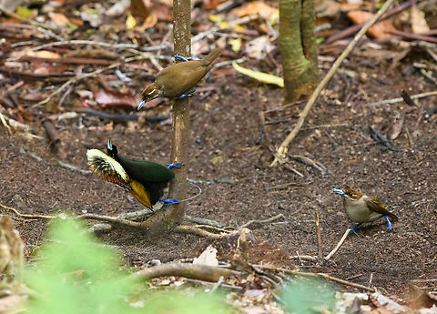 Magnificent bird-of-paradise - courtship #1, Minggre, Arfak Mountains, Papua https://www.jungledragon.com/image/157567/magnificent_bird-of-paradise_-_male_1_minggre_arfak_mountains_papua.html
https://www.jungledragon.com/image/157569/magnificent_bird-of-paradise_-_male_2_minggre_arfak_mountains_papua.html
https://www.jungledragon.com/image/157570/magnificent_bird-of-paradise_-_male_3_minggre_arfak_mountains_papua.html
https://www.jungledragon.com/image/157571/magnificent_bird-of-paradise_-_female_minggre_arfak_mountains_papua.html
https://www.jungledragon.com/image/157572/magnificent_bird-of-paradise_-_courtship_1_minggre_arfak_mountains_papua.html
https://www.jungledragon.com/image/157573/magnificent_bird-of-paradise_-_courtship_2_minggre_arfak_mountains_papua.html
Onwards to our next bird-of-paradise encounter. The male of the Magnificent Bird-of-Paradise has a large dance floor that he keeps spotless. He's beautiful to look at from any angle but the female jury emphasises a very particular perspective where the male does a horizontal perch, displays his green belly, flashes a yellow crown, whilst vibrating his curly tail feathers. Be sure to watch the supplemental videos to see it in action.

https://www.youtube.com/watch?v=4cnl19hvUVs
https://www.youtube.com/watch?v=C6W7lOKRd_8
 Arfak Mountains,Australia (continent),Cicinnurus magnificus,Diphyllodes magnificus,Geotagged,Indonesia,Magnificent bird-of-paradise,Minggre,New Guinea,Papua,Papua 2023,Spring,Vogelkop,West Papua,Western New Guinea