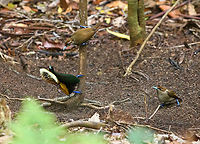 Magnificent bird-of-paradise - courtship #1, Minggre, Arfak Mountains, Papua https://www.jungledragon.com/image/157567/magnificent_bird-of-paradise_-_male_1_minggre_arfak_mountains_papua.html<br />
https://www.jungledragon.com/image/157569/magnificent_bird-of-paradise_-_male_2_minggre_arfak_mountains_papua.html<br />
https://www.jungledragon.com/image/157570/magnificent_bird-of-paradise_-_male_3_minggre_arfak_mountains_papua.html<br />
https://www.jungledragon.com/image/157571/magnificent_bird-of-paradise_-_female_minggre_arfak_mountains_papua.html<br />
https://www.jungledragon.com/image/157572/magnificent_bird-of-paradise_-_courtship_1_minggre_arfak_mountains_papua.html<br />
https://www.jungledragon.com/image/157573/magnificent_bird-of-paradise_-_courtship_2_minggre_arfak_mountains_papua.html<br />
Onwards to our next bird-of-paradise encounter. The male of the Magnificent Bird-of-Paradise has a large dance floor that he keeps spotless. He's beautiful to look at from any angle but the female jury emphasises a very particular perspective where the male does a horizontal perch, displays his green belly, flashes a yellow crown, whilst vibrating his curly tail feathers. Be sure to watch the supplemental videos to see it in action.<br />
<br />
https://www.youtube.com/watch?v=4cnl19hvUVs<br />
https://www.youtube.com/watch?v=C6W7lOKRd_8<br />
 Arfak Mountains,Australia (continent),Cicinnurus magnificus,Diphyllodes magnificus,Geotagged,Indonesia,Magnificent bird-of-paradise,Minggre,New Guinea,Papua,Papua 2023,Spring,Vogelkop,West Papua,Western New Guinea