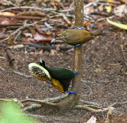 Magnificent bird-of-paradise - courtship #2, Minggre, Arfak Mountains, Papua https://www.jungledragon.com/image/157567/magnificent_bird-of-paradise_-_male_1_minggre_arfak_mountains_papua.html
https://www.jungledragon.com/image/157569/magnificent_bird-of-paradise_-_male_2_minggre_arfak_mountains_papua.html
https://www.jungledragon.com/image/157570/magnificent_bird-of-paradise_-_male_3_minggre_arfak_mountains_papua.html
https://www.jungledragon.com/image/157571/magnificent_bird-of-paradise_-_female_minggre_arfak_mountains_papua.html
https://www.jungledragon.com/image/157572/magnificent_bird-of-paradise_-_courtship_1_minggre_arfak_mountains_papua.html
https://www.jungledragon.com/image/157573/magnificent_bird-of-paradise_-_courtship_2_minggre_arfak_mountains_papua.html
Onwards to our next bird-of-paradise encounter. The male of the Magnificent Bird-of-Paradise has a large dance floor that he keeps spotless. He's beautiful to look at from any angle but the female jury emphasises a very particular perspective where the male does a horizontal perch, displays his green belly, flashes a yellow crown, whilst vibrating his curly tail feathers. Be sure to watch the supplemental videos to see it in action.

https://www.youtube.com/watch?v=4cnl19hvUVs
https://www.youtube.com/watch?v=C6W7lOKRd_8
 Arfak Mountains,Australia (continent),Cicinnurus magnificus,Diphyllodes magnificus,Geotagged,Indonesia,Magnificent bird-of-paradise,Minggre,New Guinea,Papua,Papua 2023,Spring,Vogelkop,West Papua,Western New Guinea