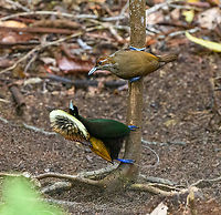 Magnificent bird-of-paradise - courtship #2, Minggre, Arfak Mountains, Papua https://www.jungledragon.com/image/157567/magnificent_bird-of-paradise_-_male_1_minggre_arfak_mountains_papua.html<br />
https://www.jungledragon.com/image/157569/magnificent_bird-of-paradise_-_male_2_minggre_arfak_mountains_papua.html<br />
https://www.jungledragon.com/image/157570/magnificent_bird-of-paradise_-_male_3_minggre_arfak_mountains_papua.html<br />
https://www.jungledragon.com/image/157571/magnificent_bird-of-paradise_-_female_minggre_arfak_mountains_papua.html<br />
https://www.jungledragon.com/image/157572/magnificent_bird-of-paradise_-_courtship_1_minggre_arfak_mountains_papua.html<br />
https://www.jungledragon.com/image/157573/magnificent_bird-of-paradise_-_courtship_2_minggre_arfak_mountains_papua.html<br />
Onwards to our next bird-of-paradise encounter. The male of the Magnificent Bird-of-Paradise has a large dance floor that he keeps spotless. He's beautiful to look at from any angle but the female jury emphasises a very particular perspective where the male does a horizontal perch, displays his green belly, flashes a yellow crown, whilst vibrating his curly tail feathers. Be sure to watch the supplemental videos to see it in action.<br />
<br />
https://www.youtube.com/watch?v=4cnl19hvUVs<br />
https://www.youtube.com/watch?v=C6W7lOKRd_8<br />
Arfak Mountains,Australia (continent),Cicinnurus magnificus,Diphyllodes magnificus,Geotagged,Indonesia,Magnificent bird-of-paradise,Minggre,New Guinea,Papua,Papua 2023,Spring,Vogelkop,West Papua,Western New Guinea