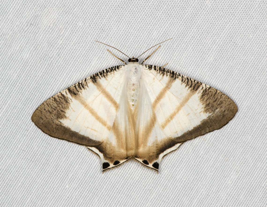 Cyphura maxima, Minggre, Arfak Mountains, Papua Also available without bands:<br />
<figure class="photo"><a href="https://www.jungledragon.com/image/157577/cyphura_caudiferaria_minggre_arfak_mountains_papua.html" title="Cyphura caudiferaria, Minggre, Arfak Mountains, Papua"><img src="https://s3.amazonaws.com/media.jungledragon.com/images/2/157577_thumb.jpg?AWSAccessKeyId=05GMT0V3GWVNE7GGM1R2&Expires=1759968010&Signature=G142dmfkhqdxXllFqaN24y%2BFCbA%3D" width="200" height="140" alt="Cyphura caudiferaria, Minggre, Arfak Mountains, Papua Also available with bands:<br />
https://www.jungledragon.com/image/157575/cyphura_maxima_minggre_arfak_mountains_papua.html Arfak Mountains,Australia (continent),Cyphura caudiferaria,Geotagged,Indonesia,Minggre,New Guinea,Papua,Papua 2023,Spring,Vogelkop,West Papua,Western New Guinea" /></a></figure> Arfak Mountains,Australia (continent),Cyphura maxima,Geotagged,Indonesia,Minggre,New Guinea,Papua,Papua 2023,Spring,Vogelkop,West Papua,Western New Guinea