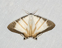 Cyphura maxima, Minggre, Arfak Mountains, Papua Also available without bands:<br />
https://www.jungledragon.com/image/157577/cyphura_caudiferaria_minggre_arfak_mountains_papua.html Arfak Mountains,Australia (continent),Cyphura maxima,Geotagged,Indonesia,Minggre,New Guinea,Papua,Papua 2023,Spring,Vogelkop,West Papua,Western New Guinea